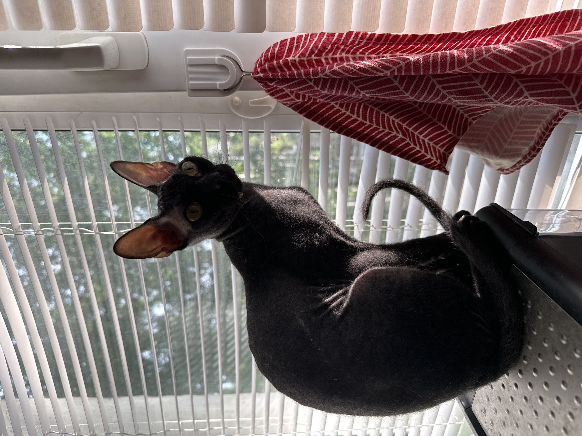Cats by the window, wildflowers in the meadow — Chaikovsky morning