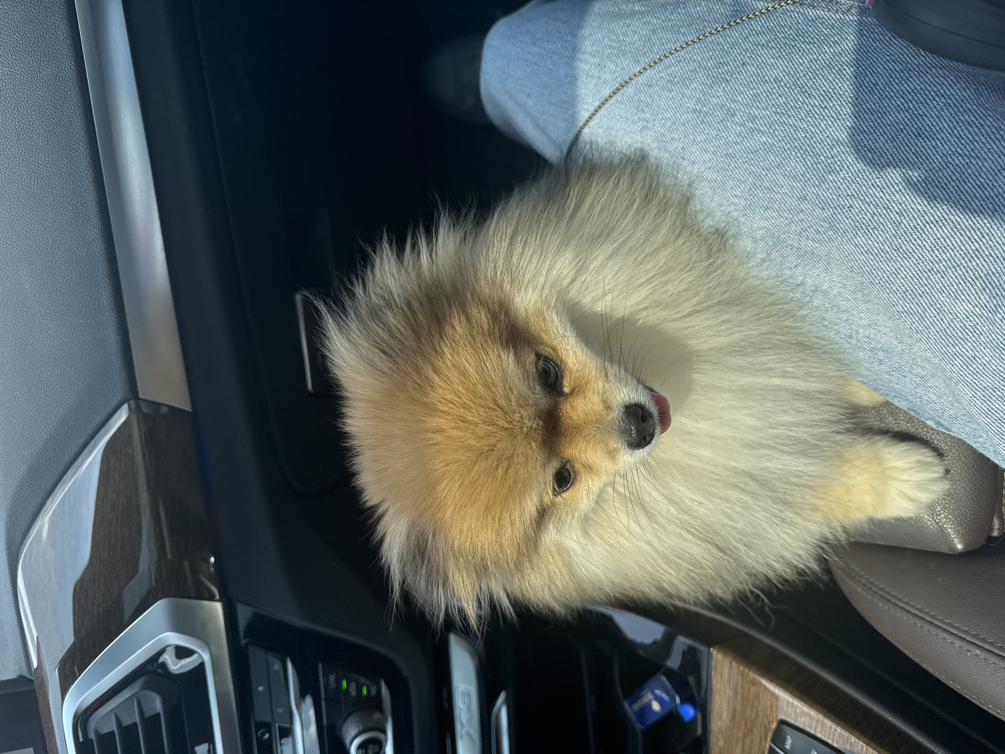 Sofia resident documents daily life with Pomeranian companion