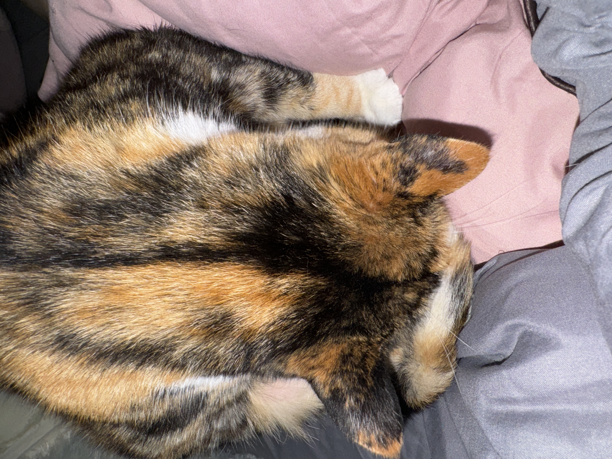 Calico cat's afternoon nap session documented over 40 minutes