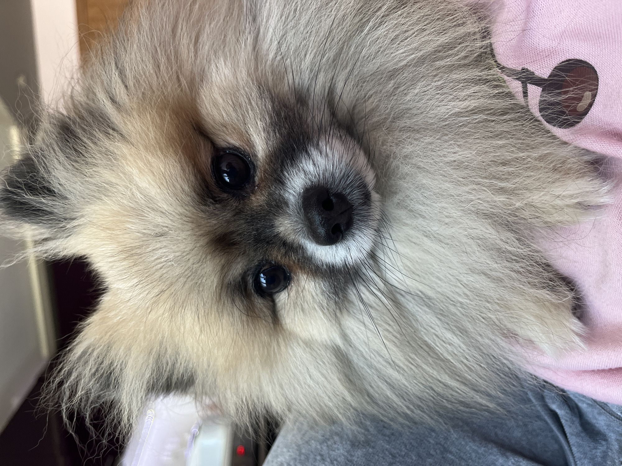 Pomeranian dog photographed in close-up shot in Dimitrovgrad, Bulgaria
