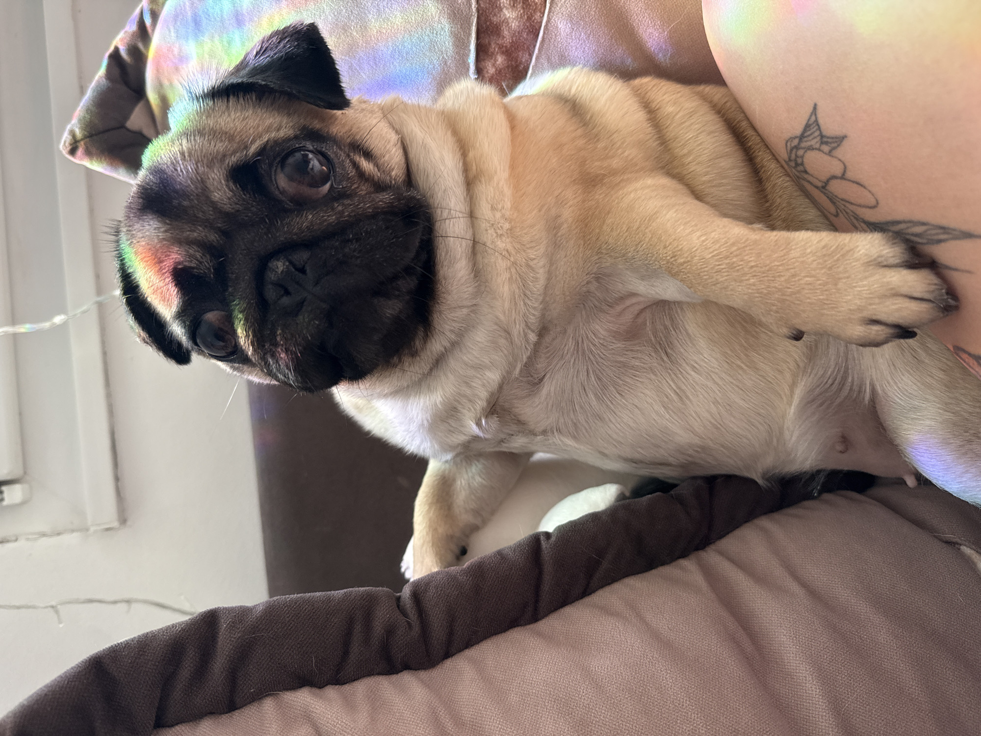Pug relaxing indoors with toys and cushions