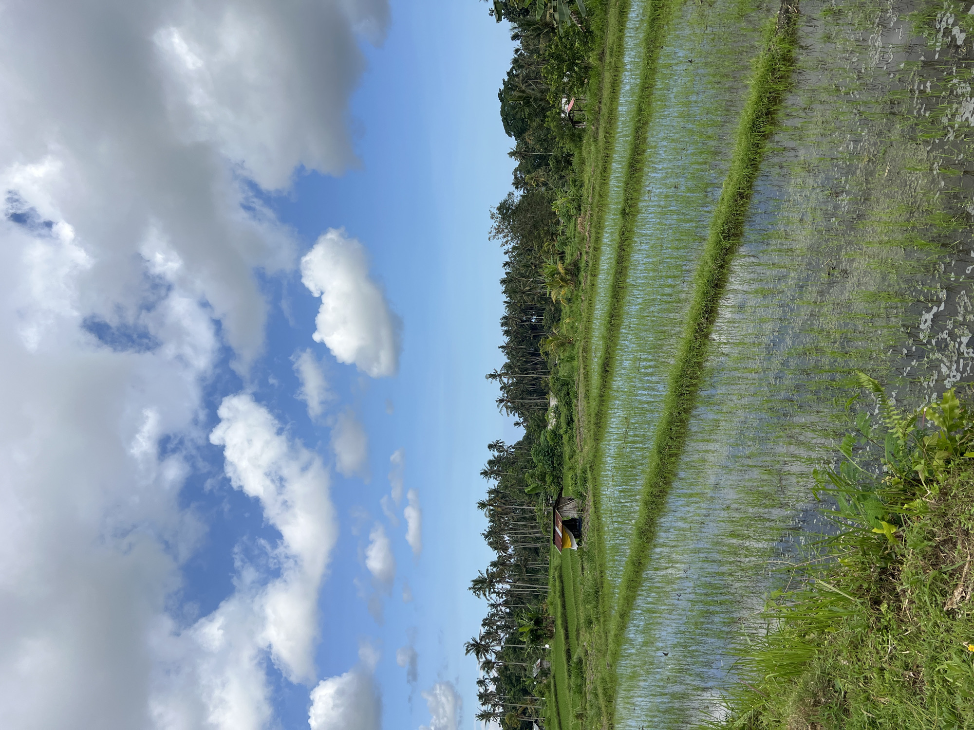 Rice paddies documented in rural Bebandem, Indonesia