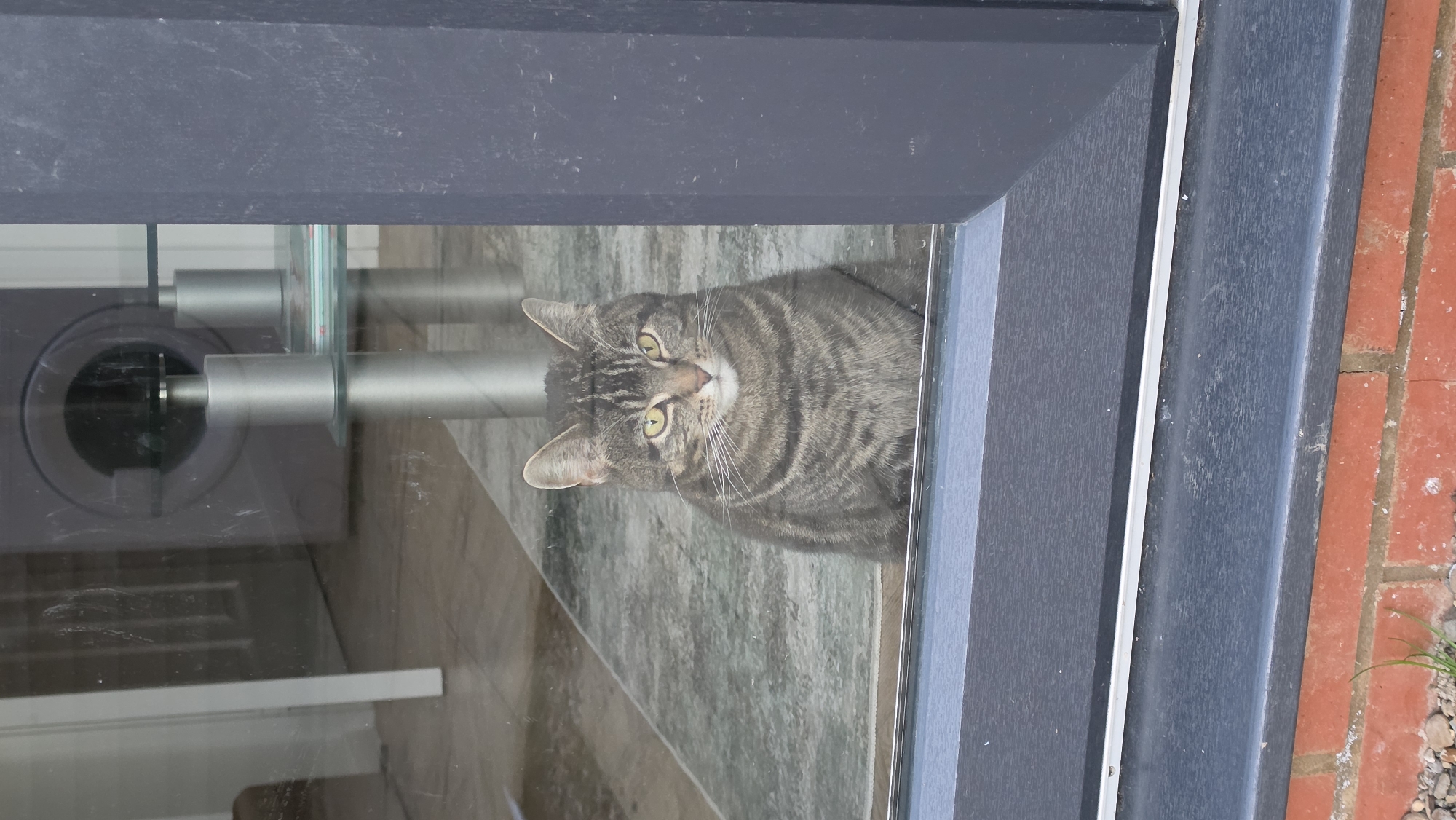 Tabby cat spotted peering through glass door in Wellingborough