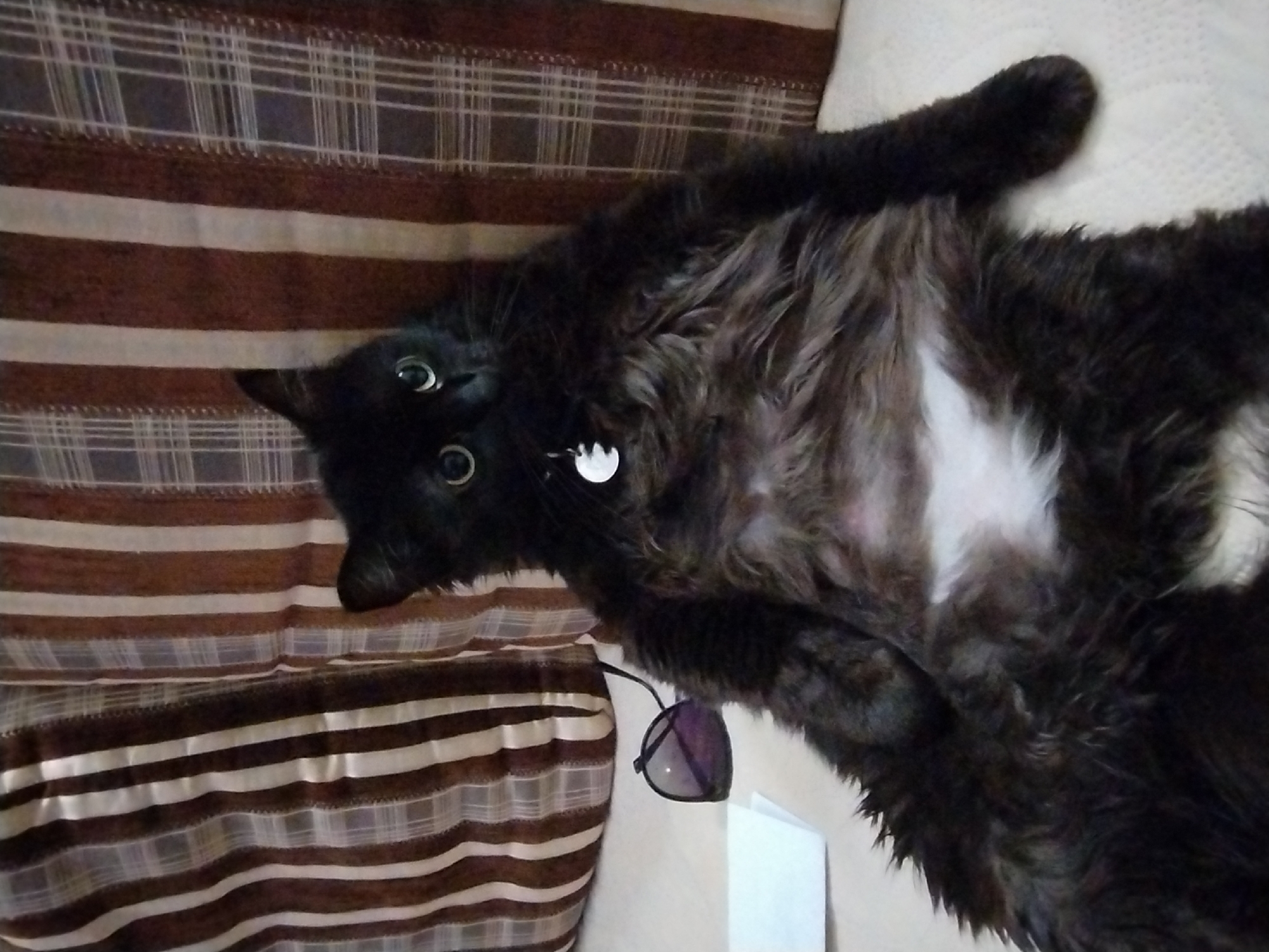 Black cat lounging at home, multiple angles