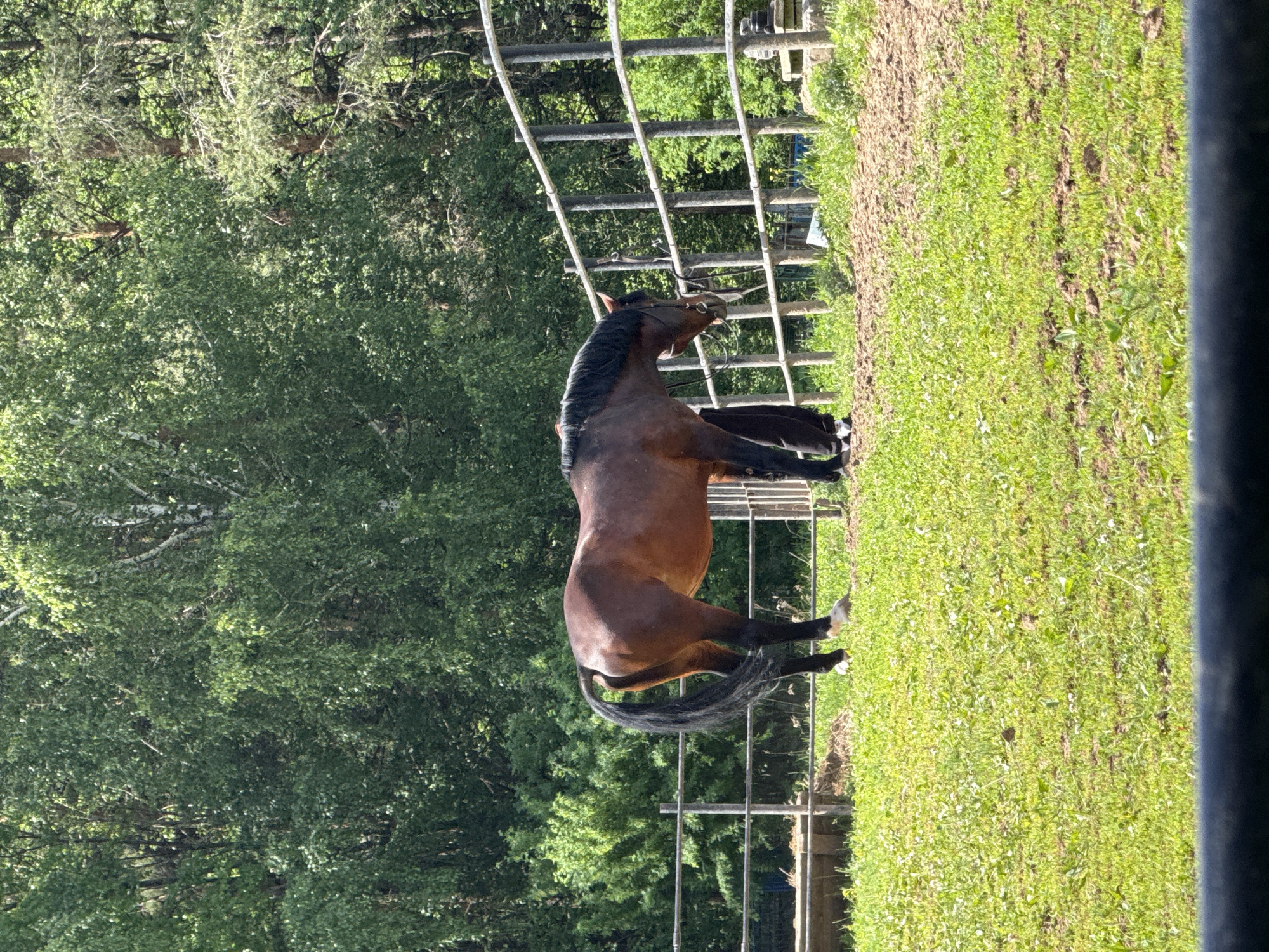 Morning scenes with horse, wildflowers captured in Chaikovsky, Russia