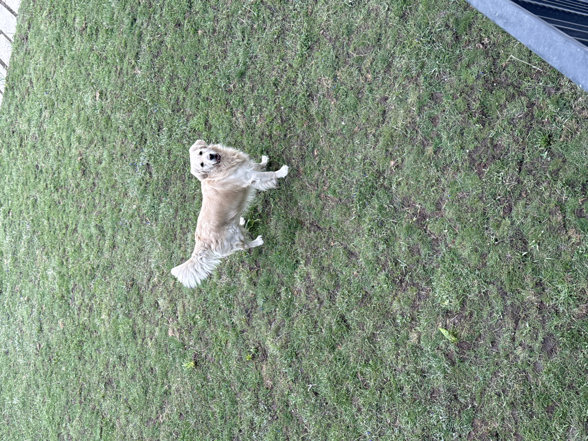 Morning walk with dog documented in Dilijan, Armenia