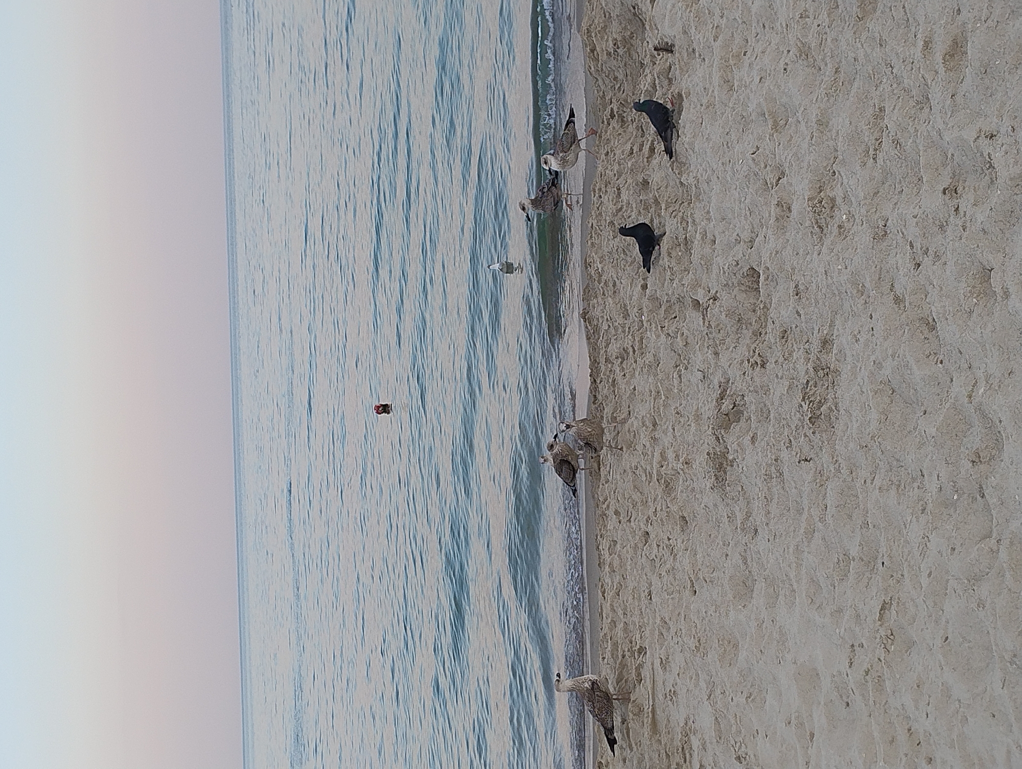 Seagulls and twilight on an Odesa Black Sea beach