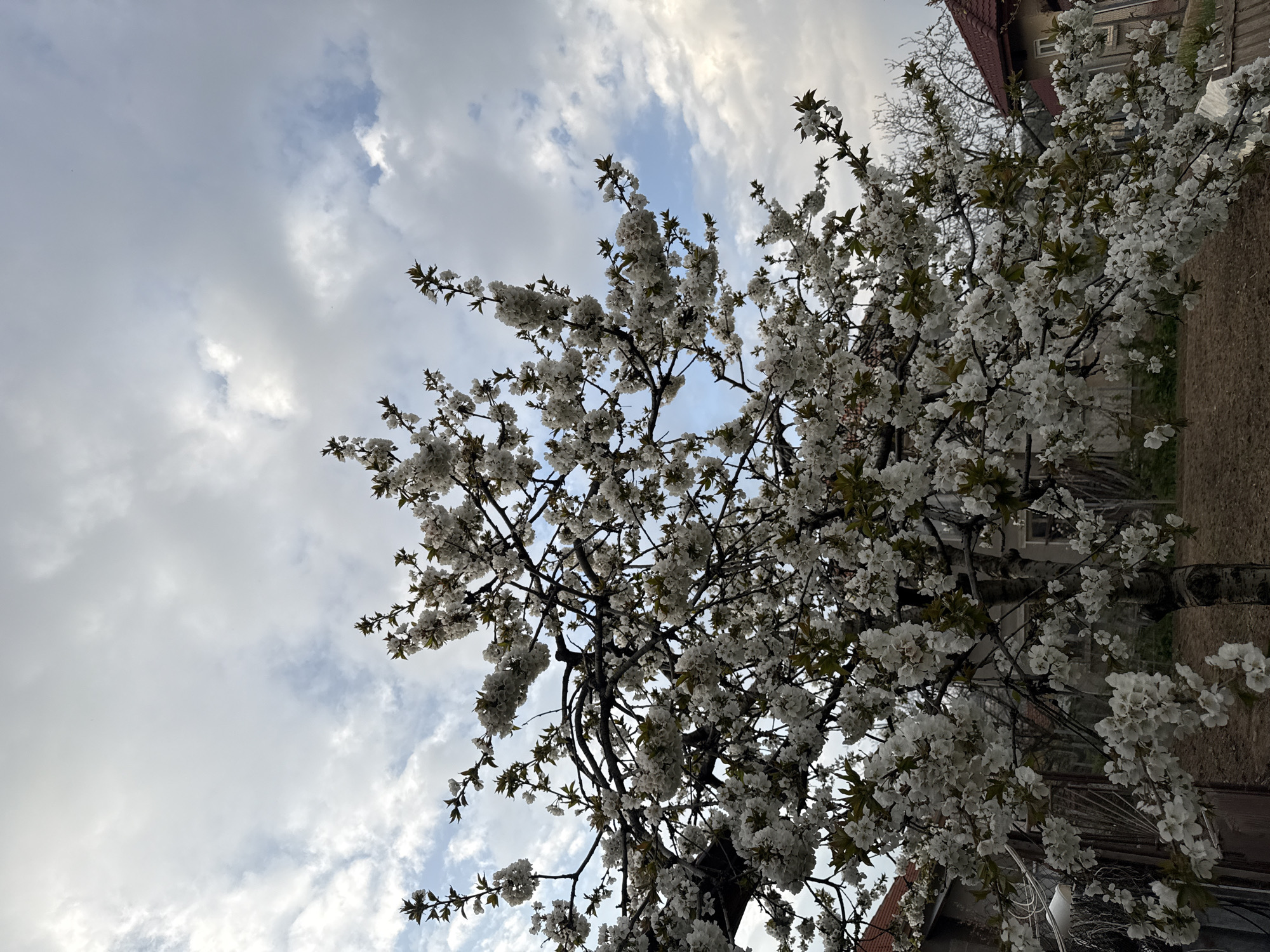 Spring afternoon captured: flowering trees and playful dog in Bulgaria