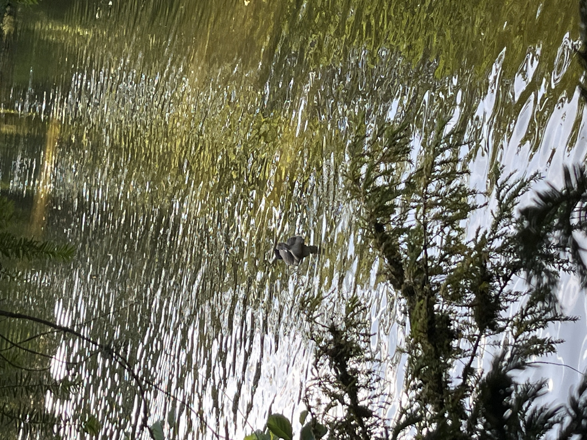Ducks on a sunlit pond, stone arch nearby