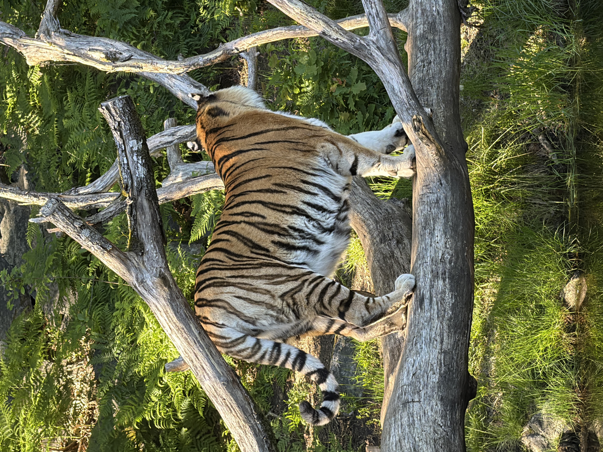 Tigers observed at Kristiansand zoo engaging in natural behaviors