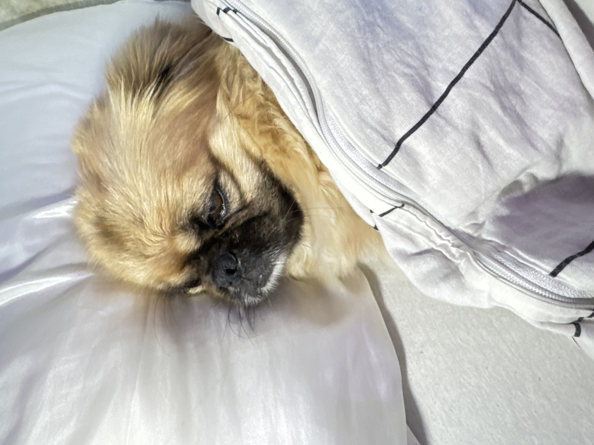 Pekingese dog resting in white bedding, Kostinbrod