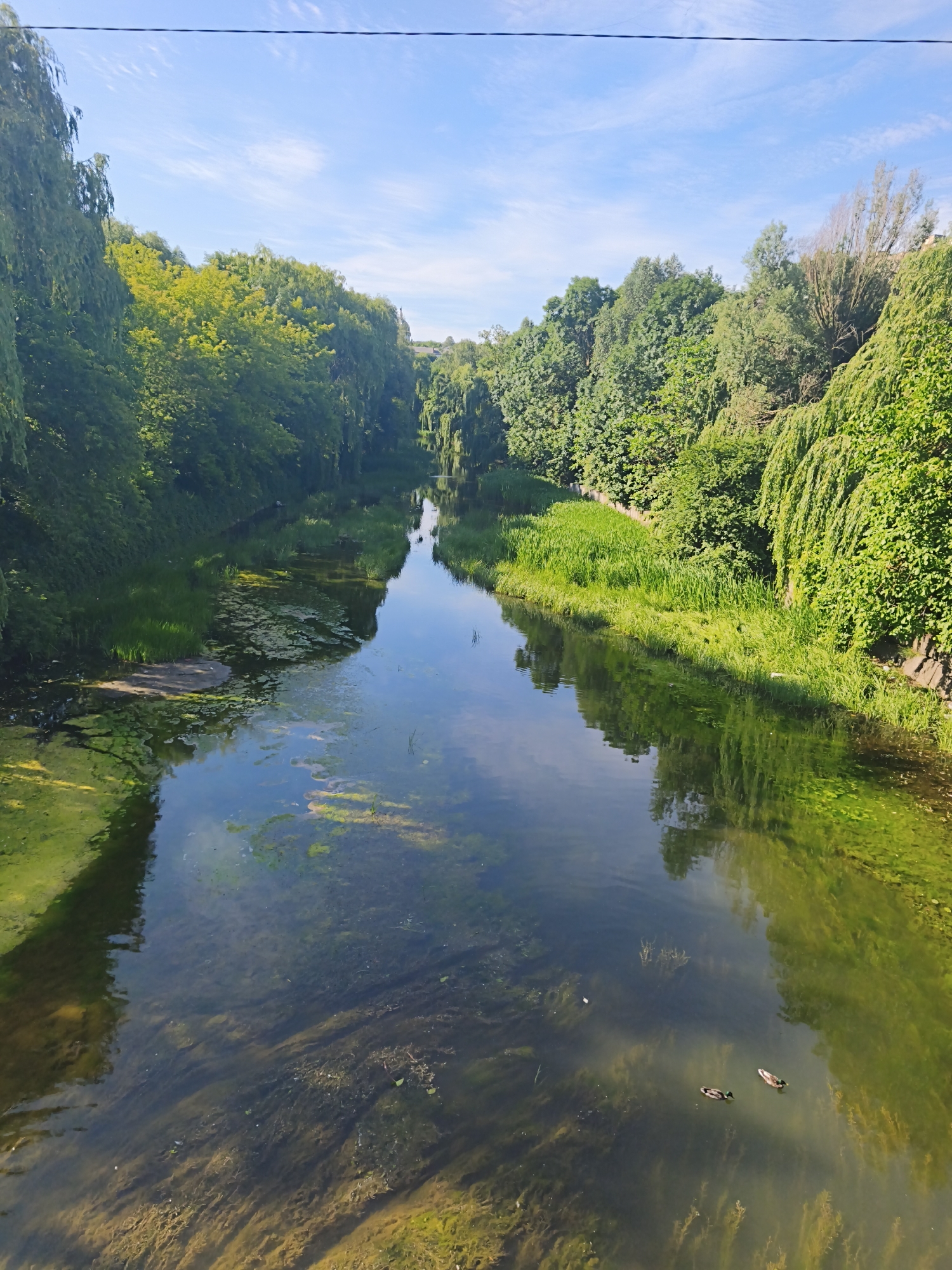 Seret River in Ternopil, lush and green on a summer day