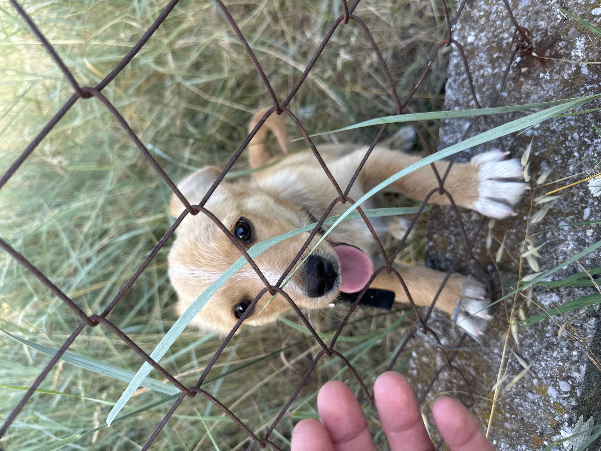 Puppy greets through a fence beside a greenhouse in Montenegro