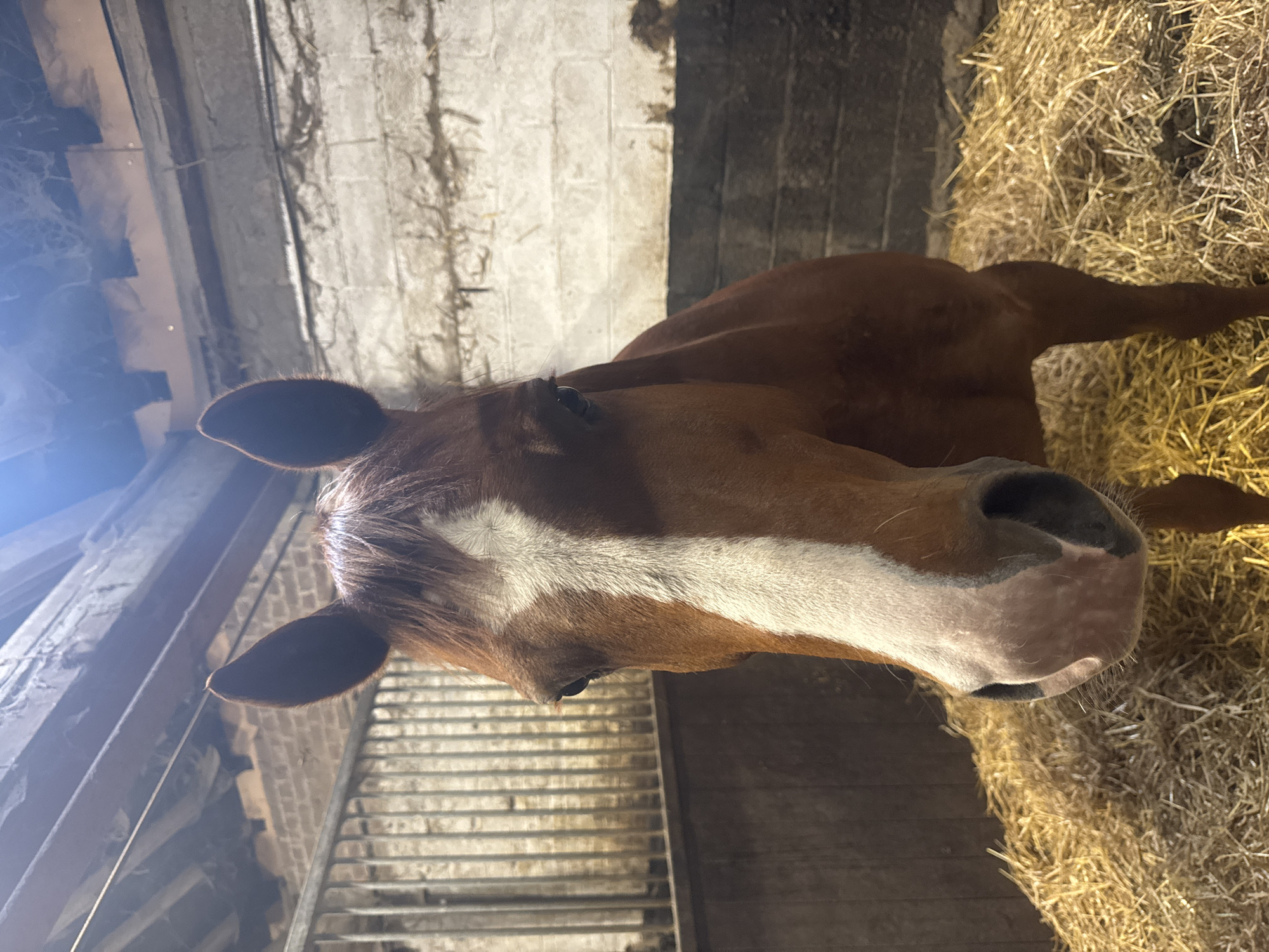 Horses documented at Belgian stable facility in Estaimpuis