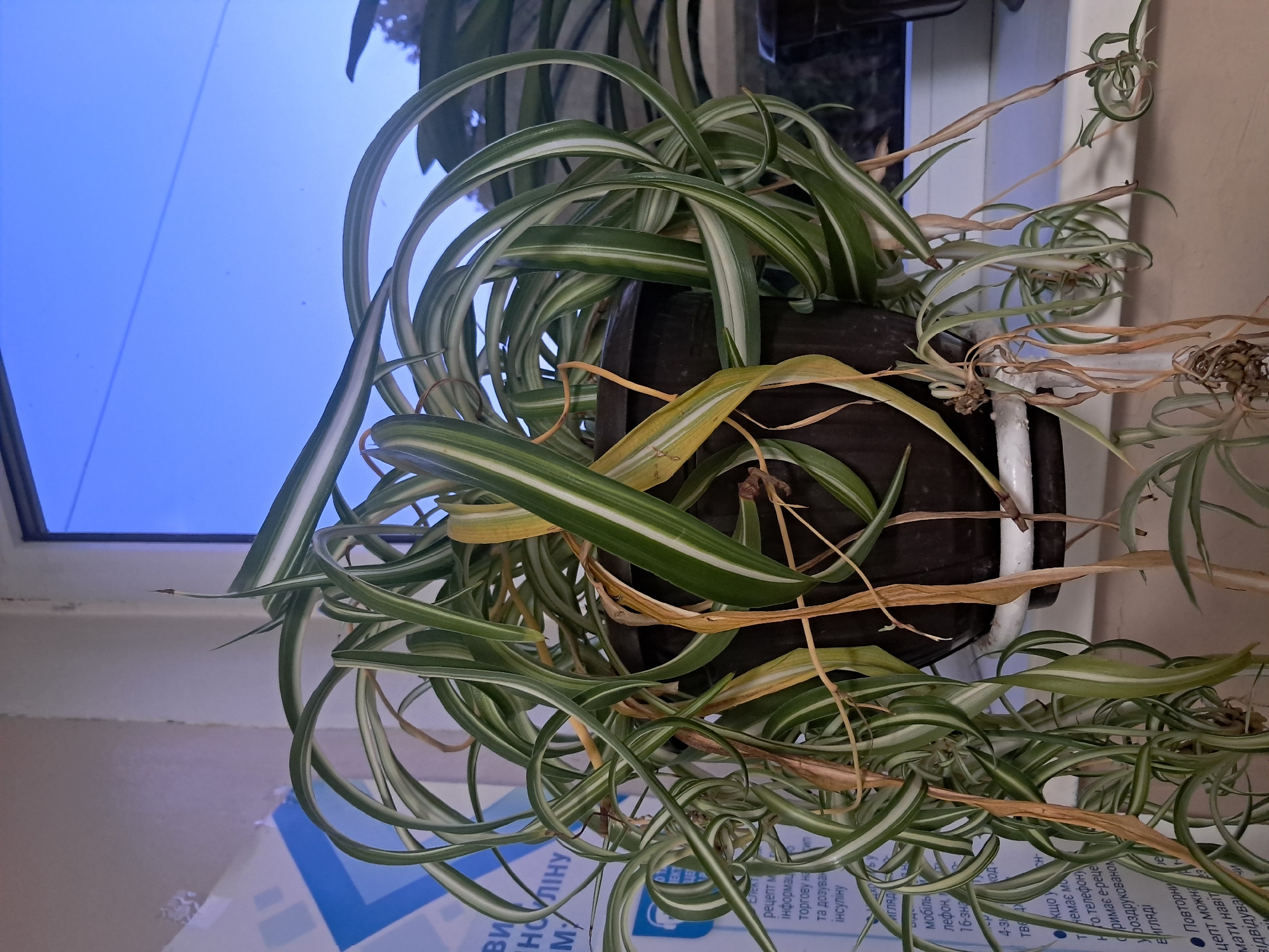 Indoor houseplant collection documented across a Kremenchuk apartment