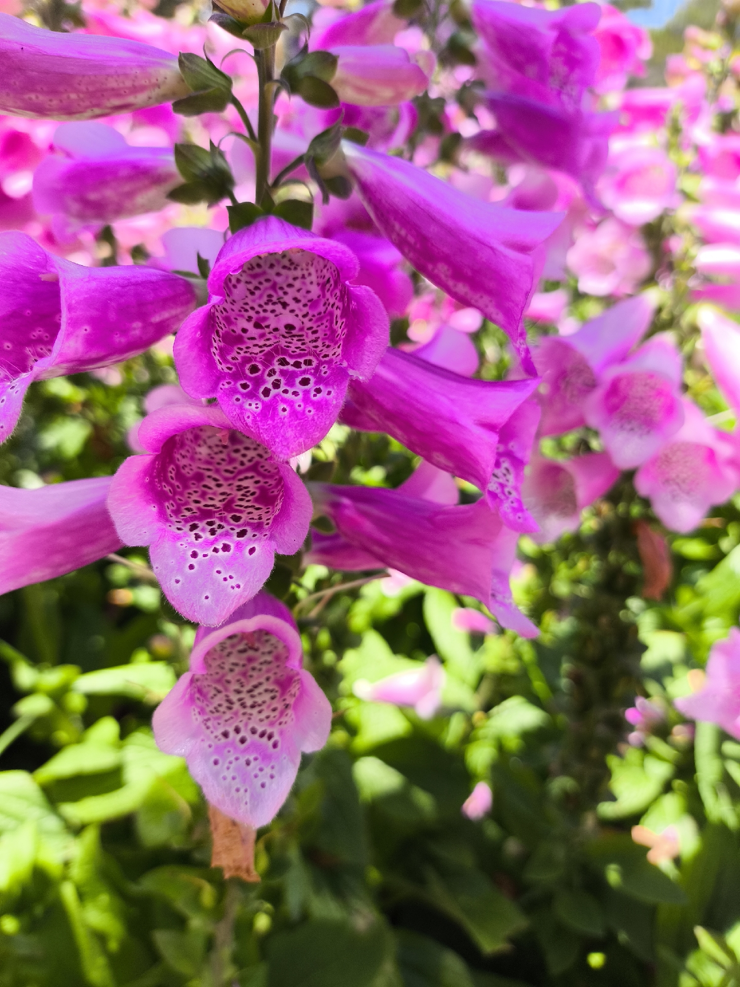 Spring flowers bloom in Da Lat garden, Vietnam