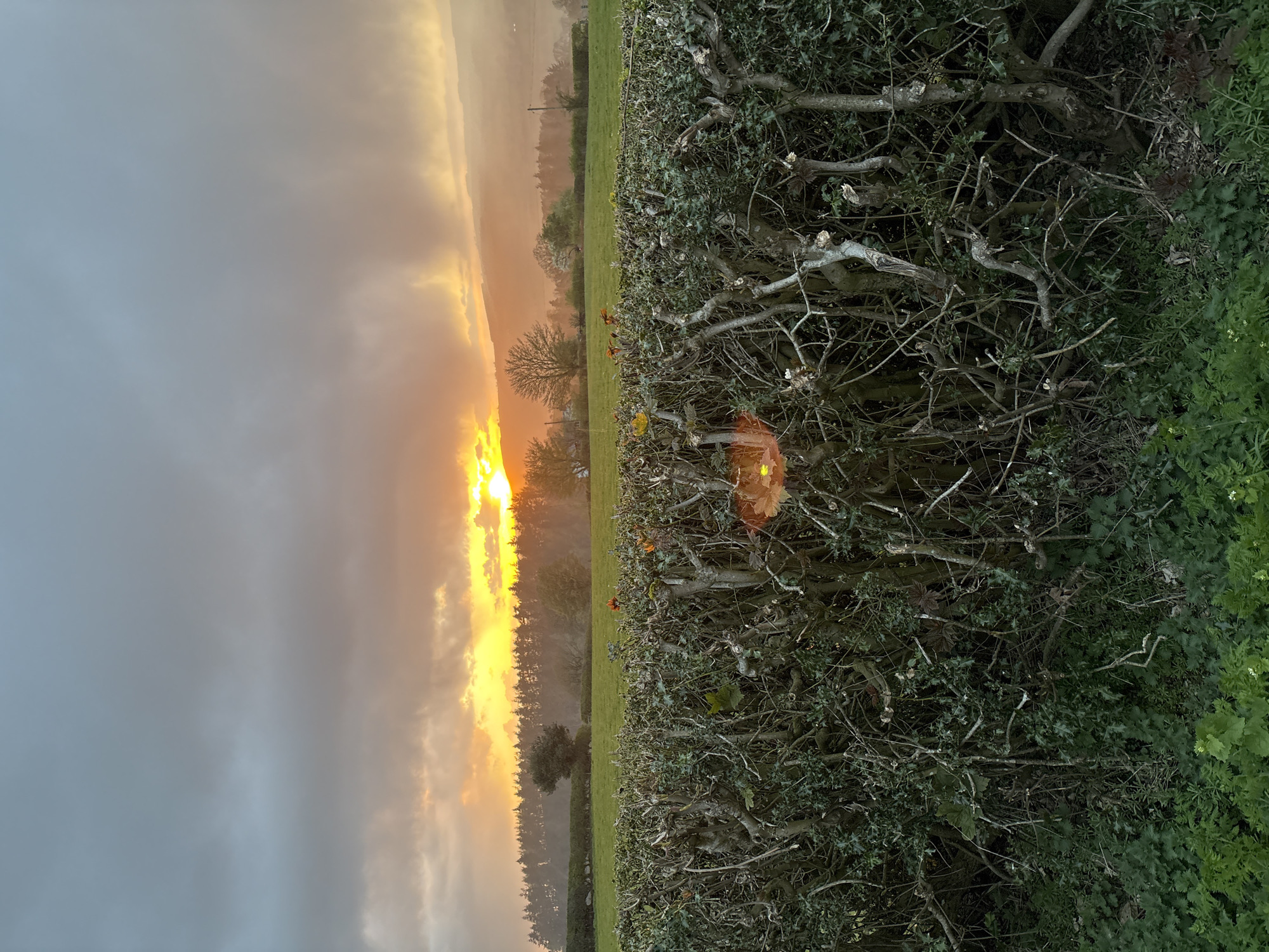 Sunrise landscape with pruned hedge captured in Worthen