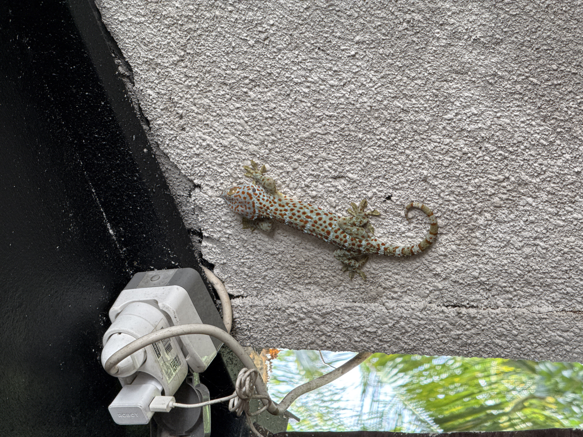Spotted tokay gecko observed on wall in Gubug, Indonesia
