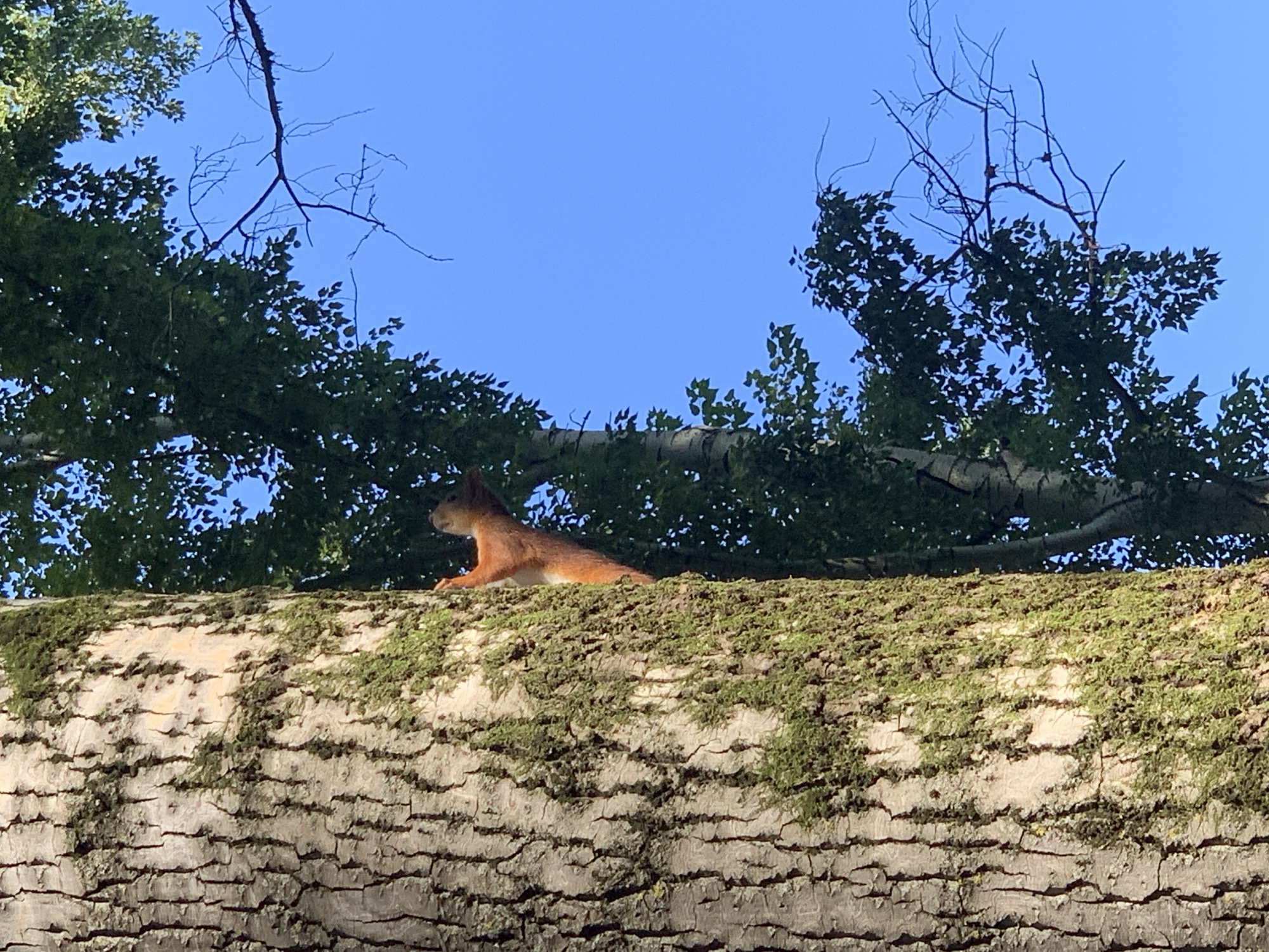 Prokopyevsk park: pine trees, folk sculptures, and roaming squirrels