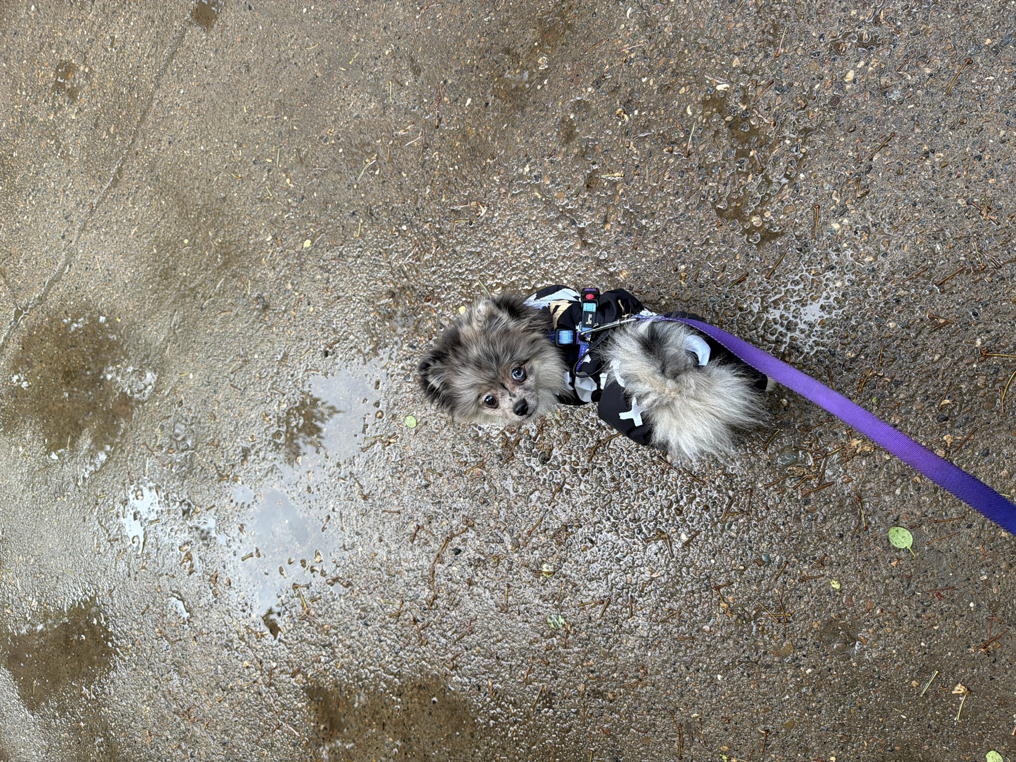 Everyday moments captured in Chaikovsky: pets, streets, garden life