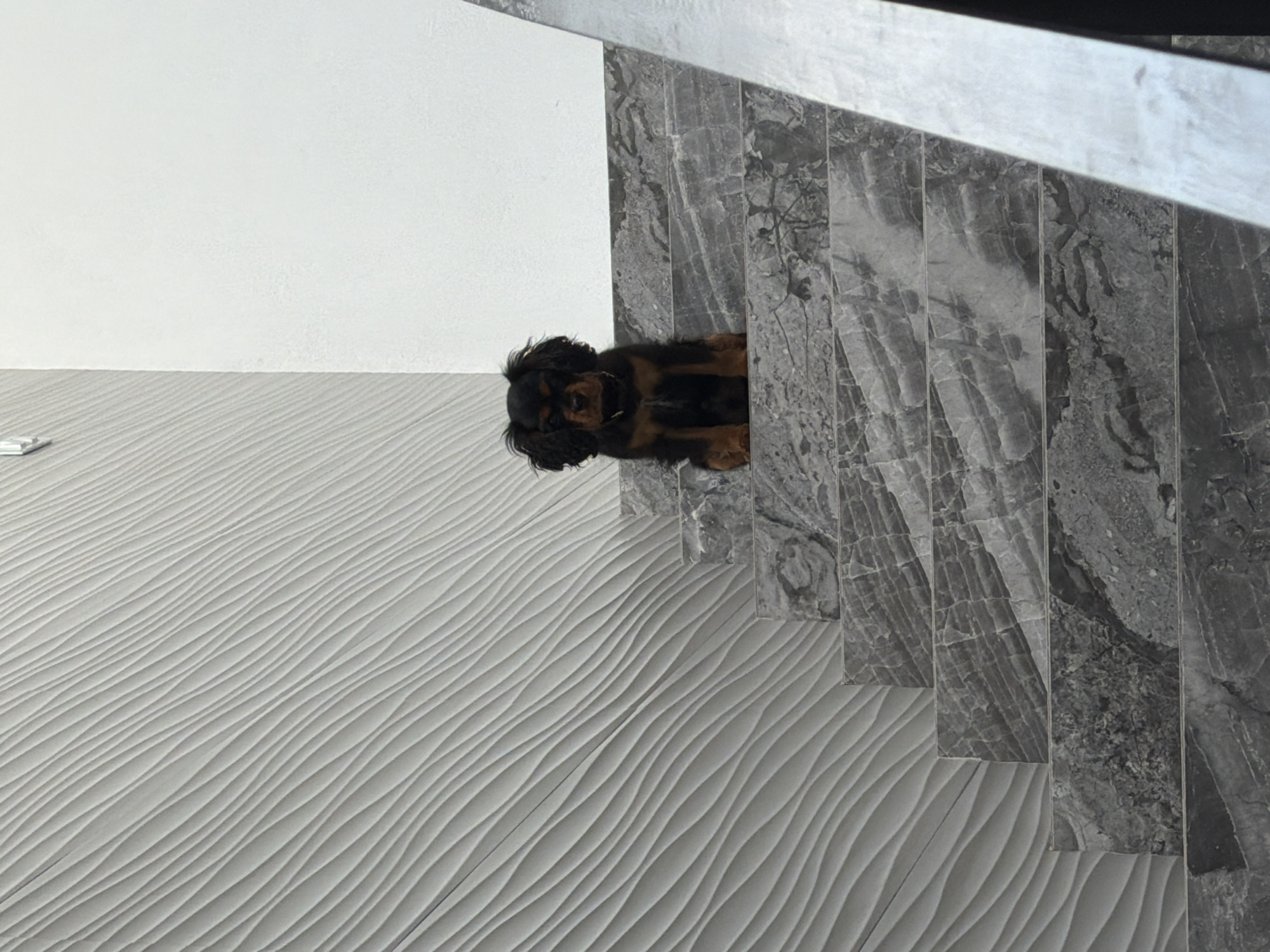 Dog spotted behind marble staircase in Puebla, Mexico