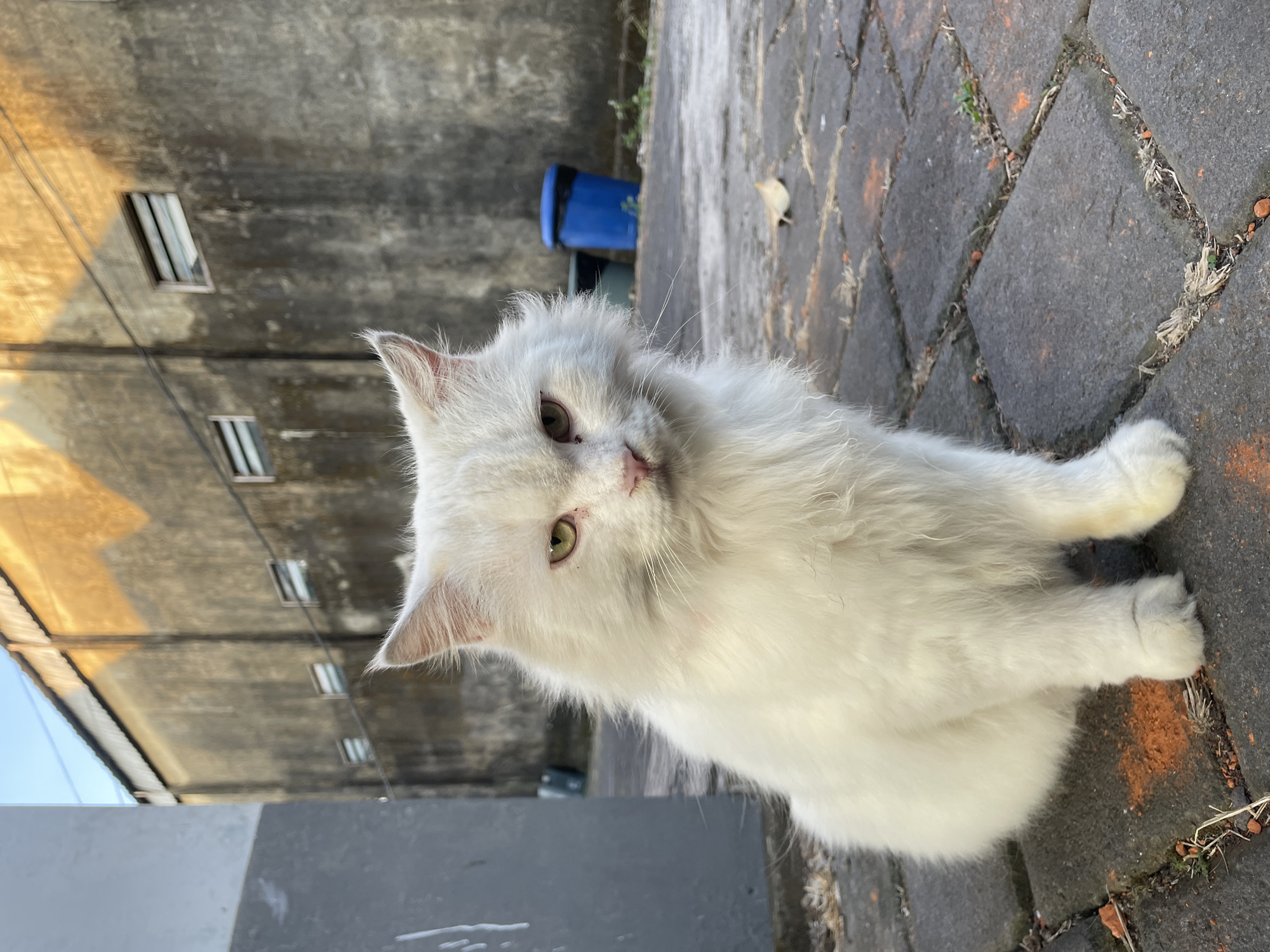 Quiet Mengwi morning: rice fields, a cat, and sushi spread