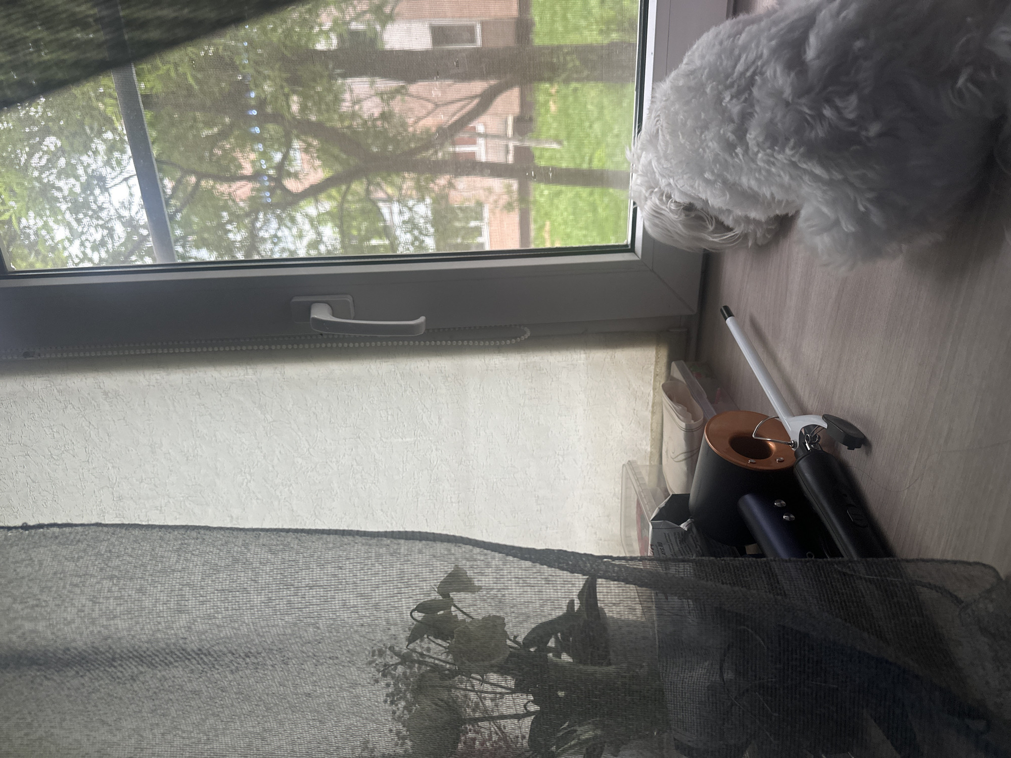 White dog on a windowsill, work session, and a simple meal in Kamchatka