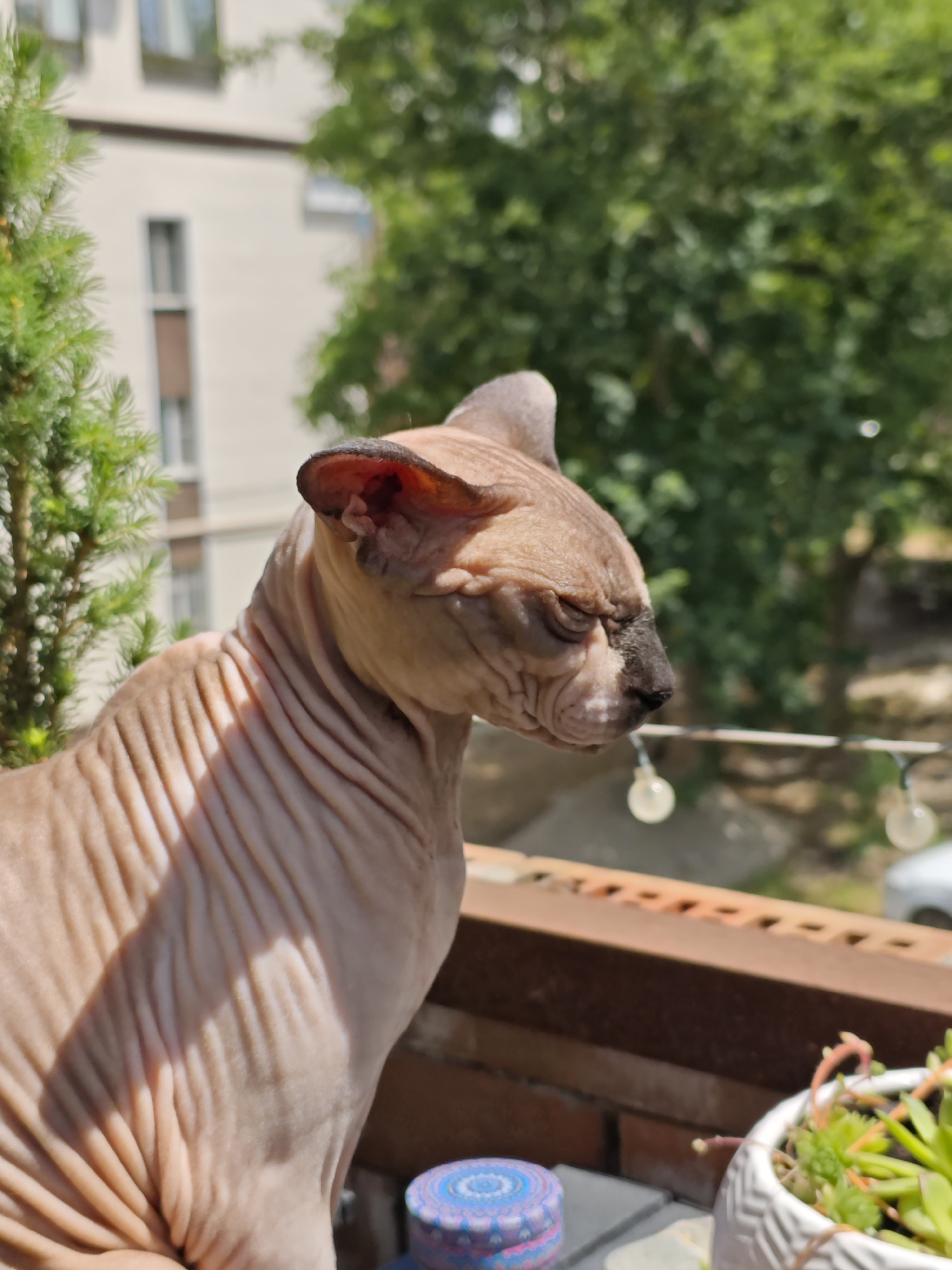 Sphynx cat, coffee, and a slow Pyatigorsk morning