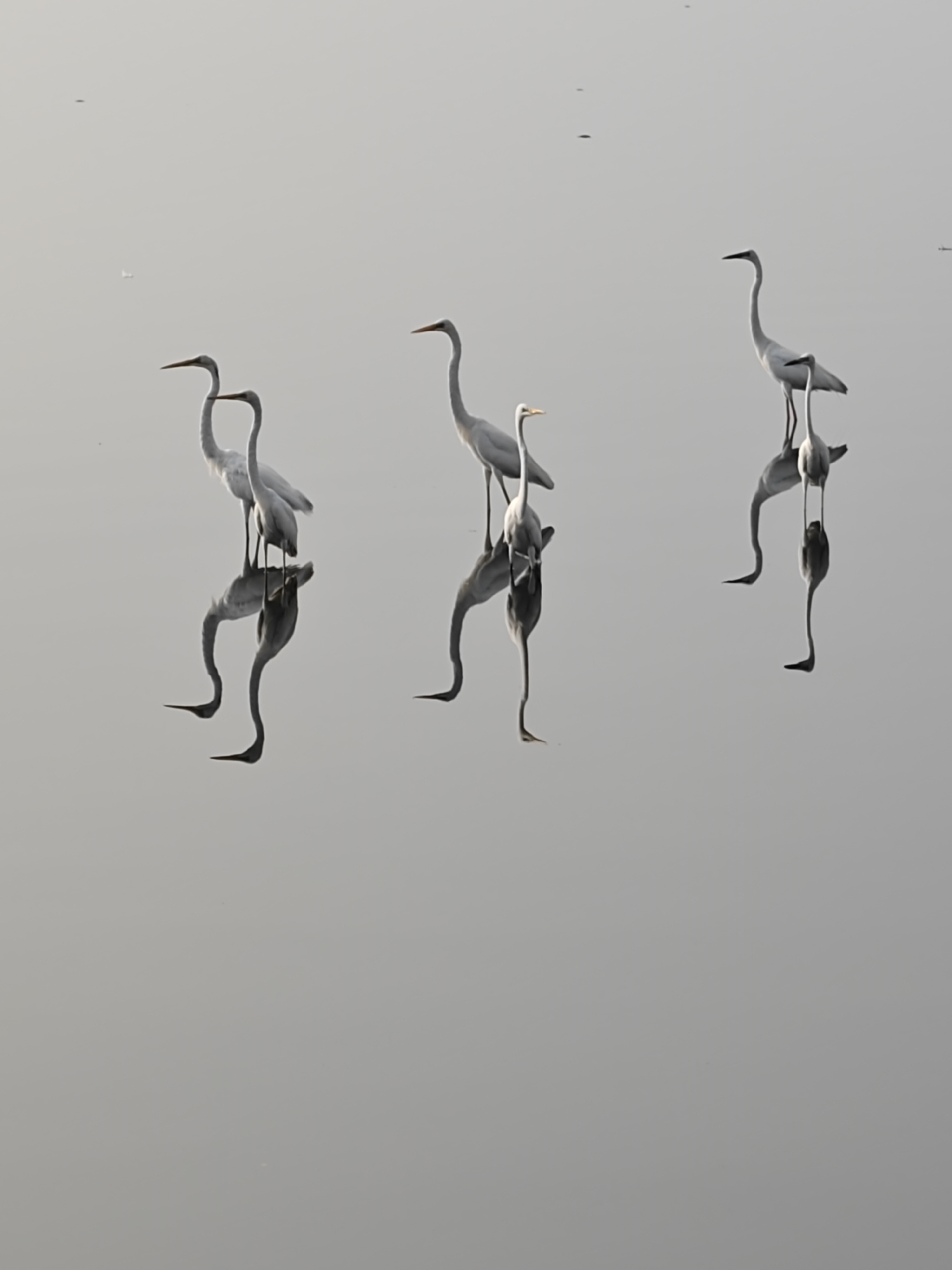 White egrets and herons spotted in Lhokseumawe wetlands