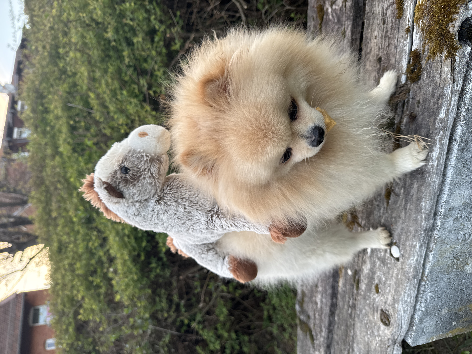 Pomeranian dog photographed with stuffed animal in German town