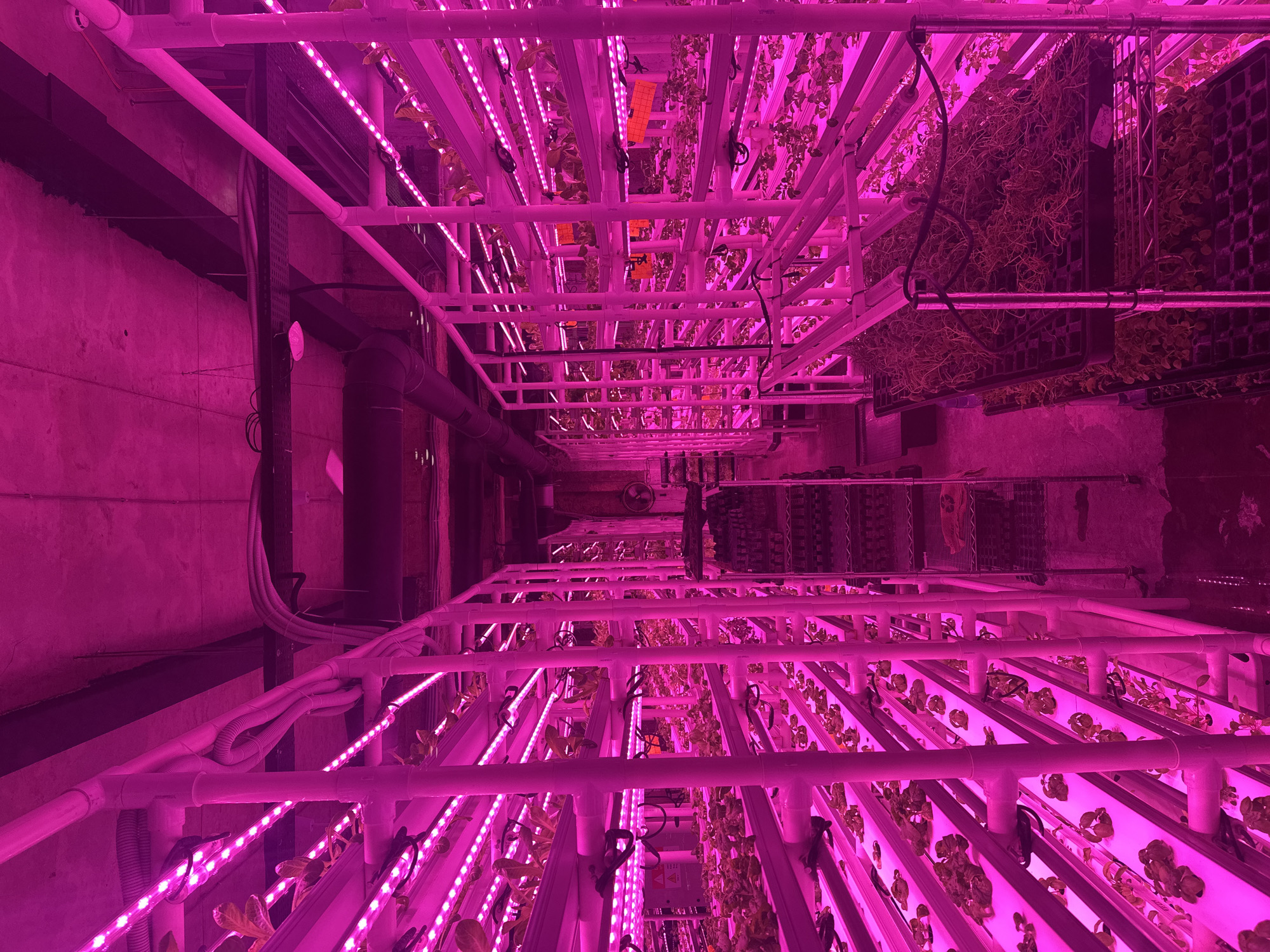 Vertical farm spotted operating in Tbilisi with LED systems