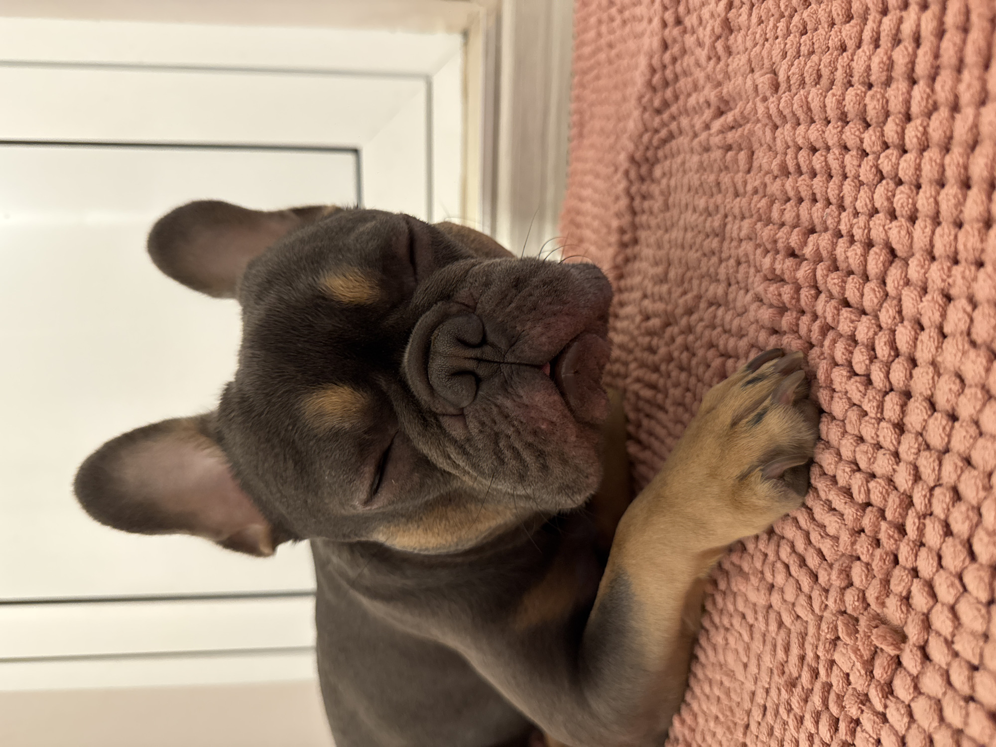 French Bulldog puppy photographed resting in Burgas, Bulgaria