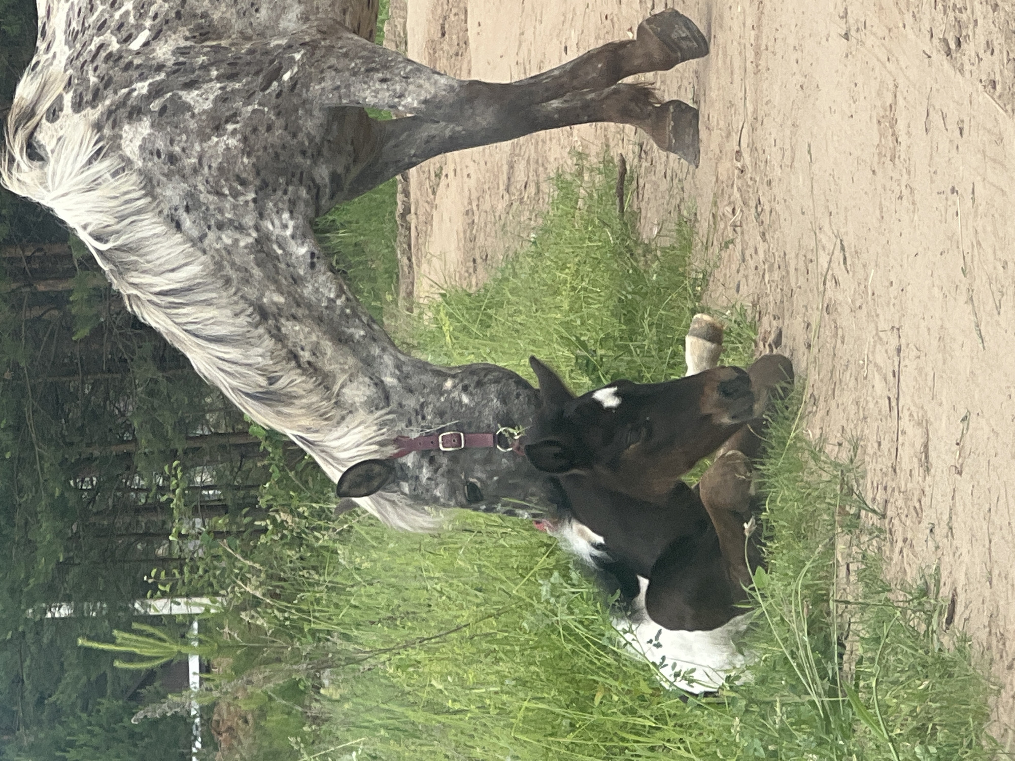 Mare and foal graze in Russian countryside meadows