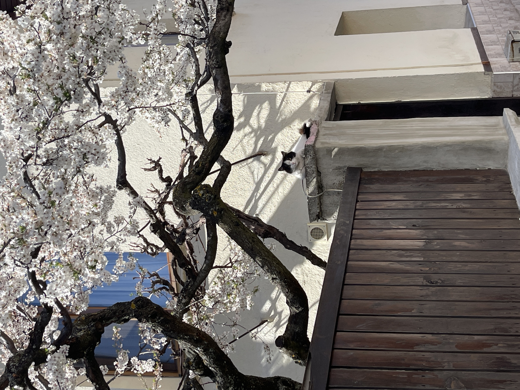 Spring blooms captured near building in Razlog, Bulgaria