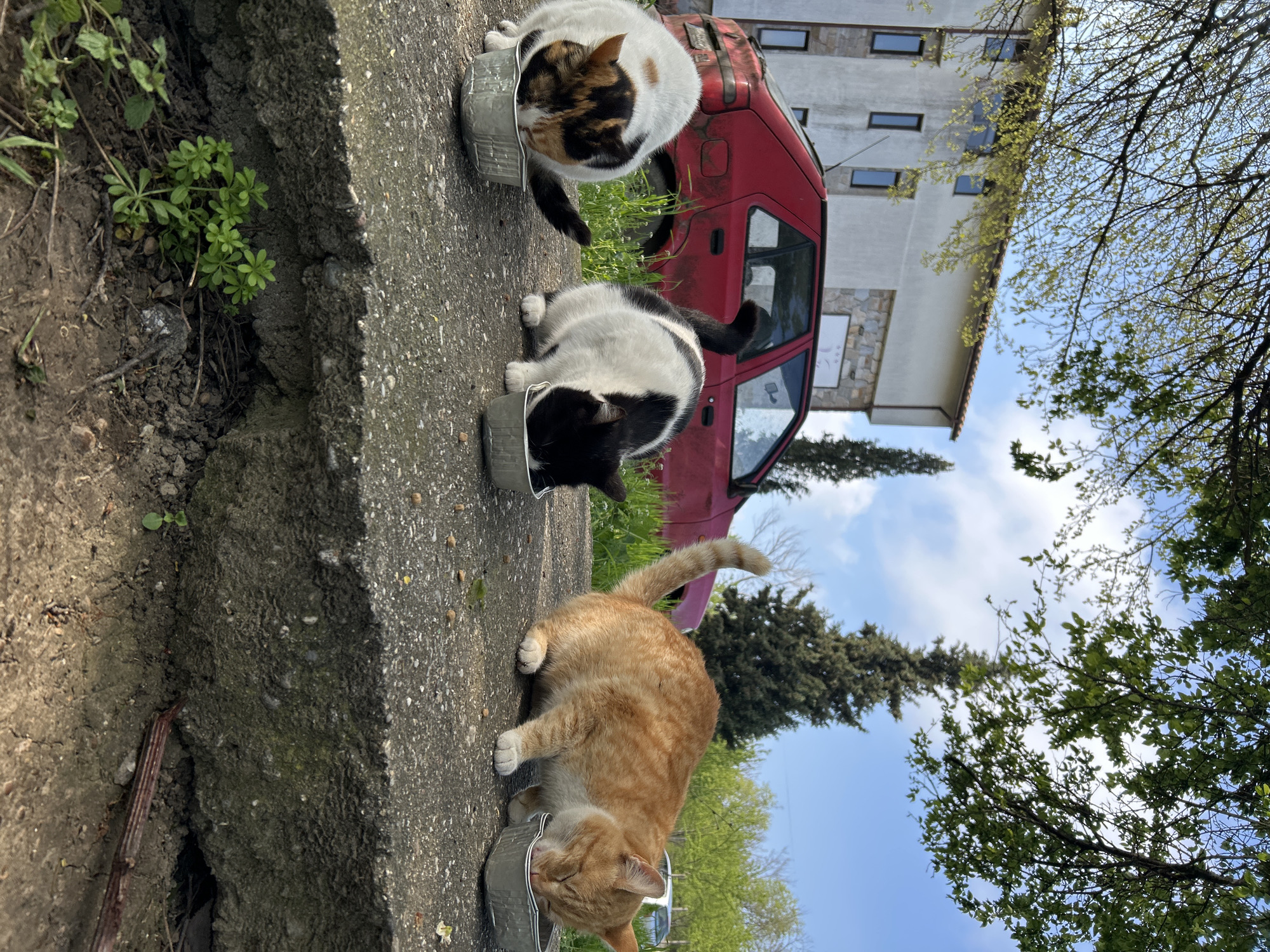 Mixed cats and dogs feeding outdoors in shelter-like setting