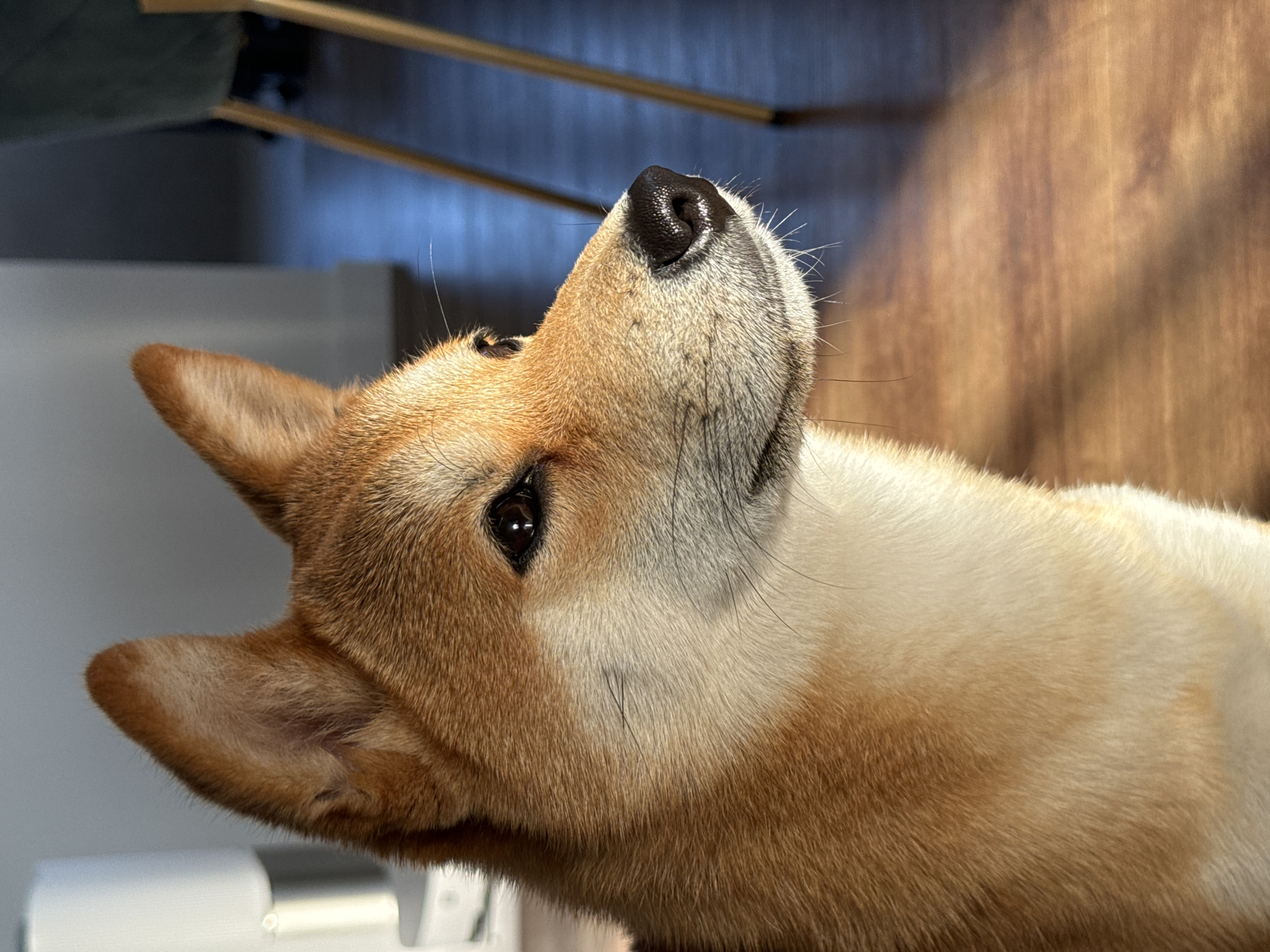 Shiba Inu enjoys sausage treat from fork in Latvia
