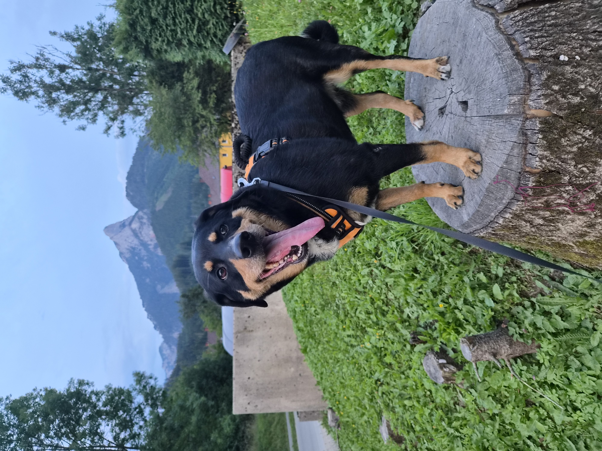 Dog on a stump and a road, Eisenerz mountains behind
