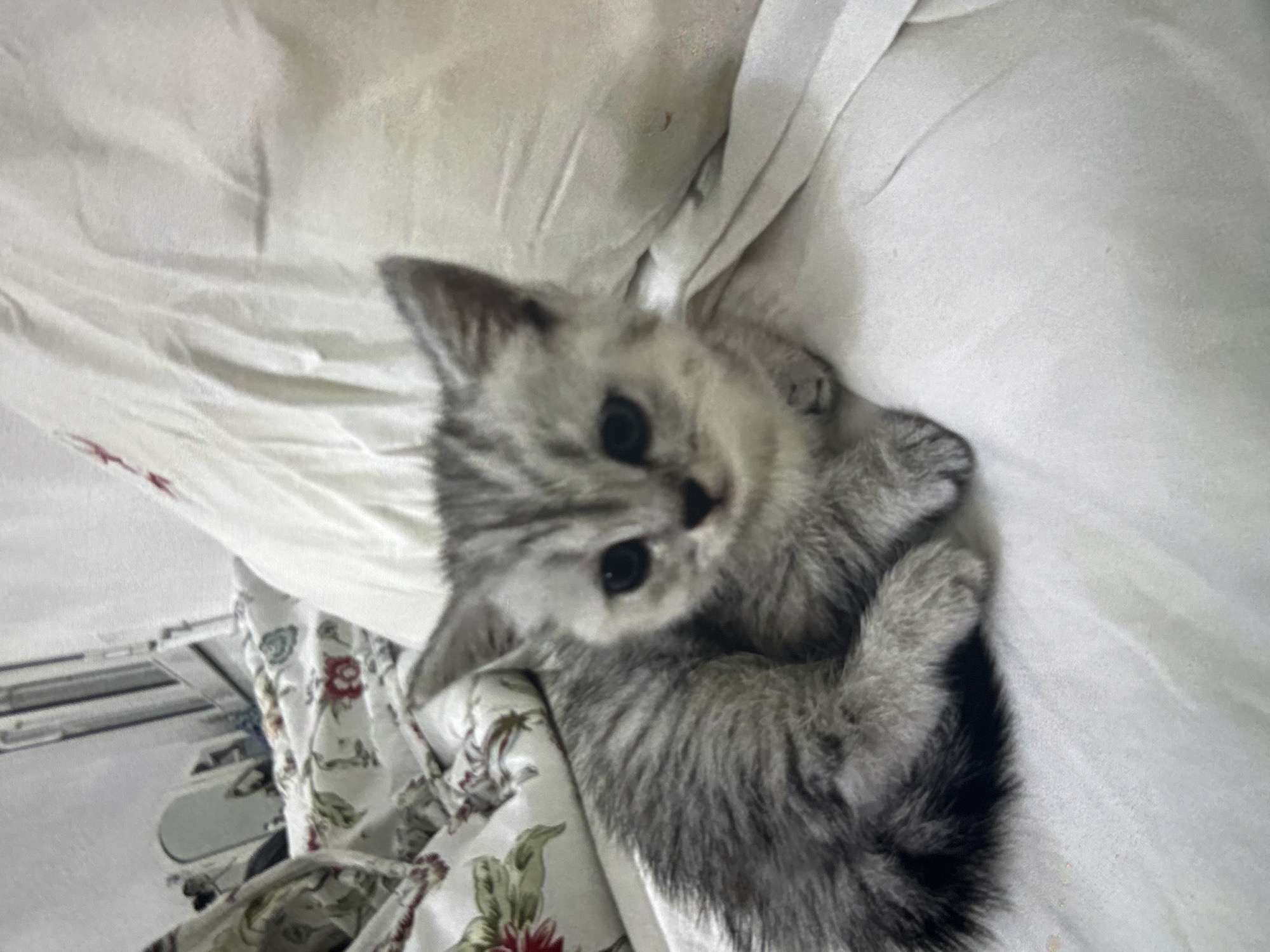 Random personal snapshots: animals, doodles, and everyday details