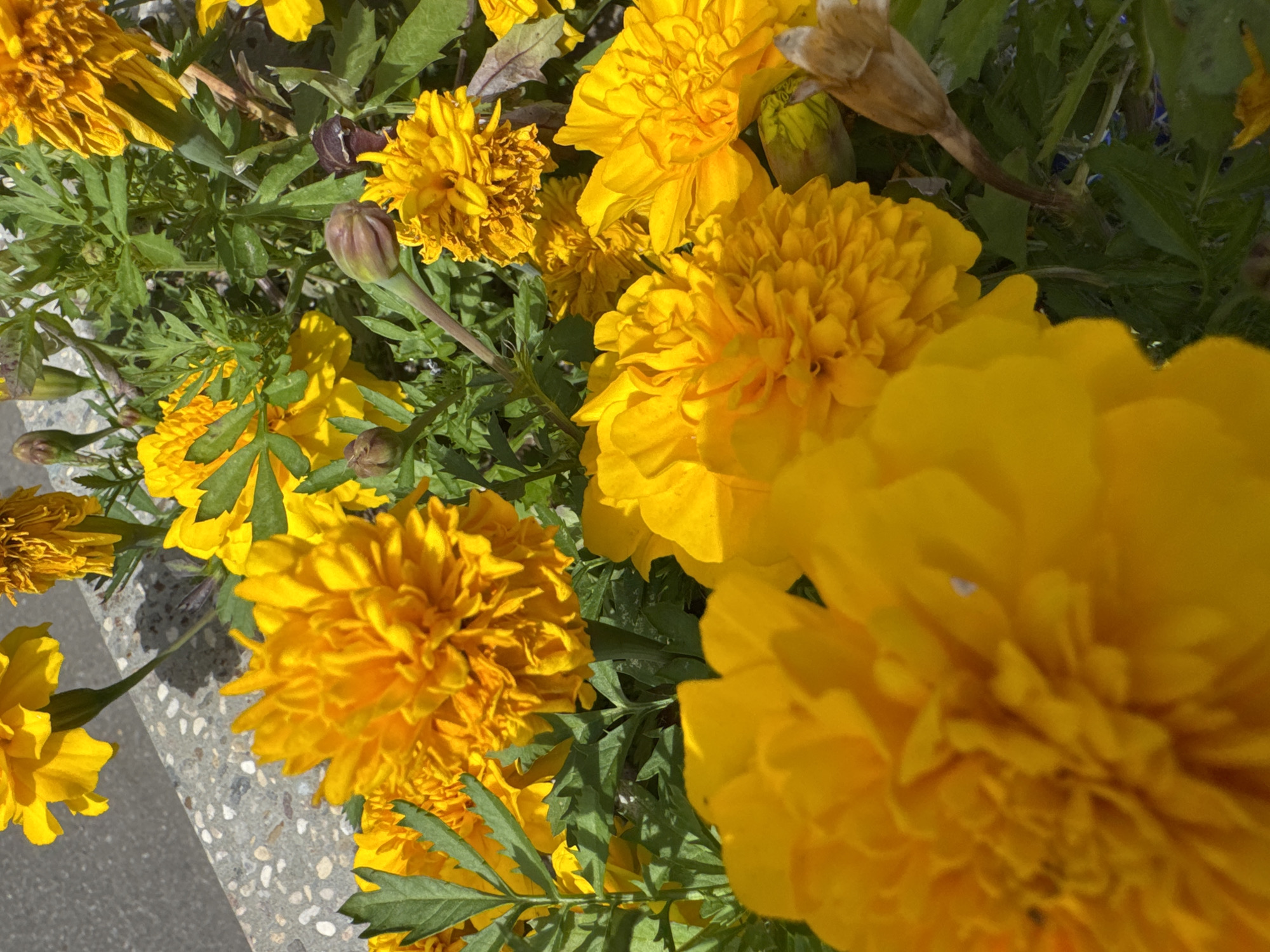 Bright marigolds in full bloom, Zelenograd