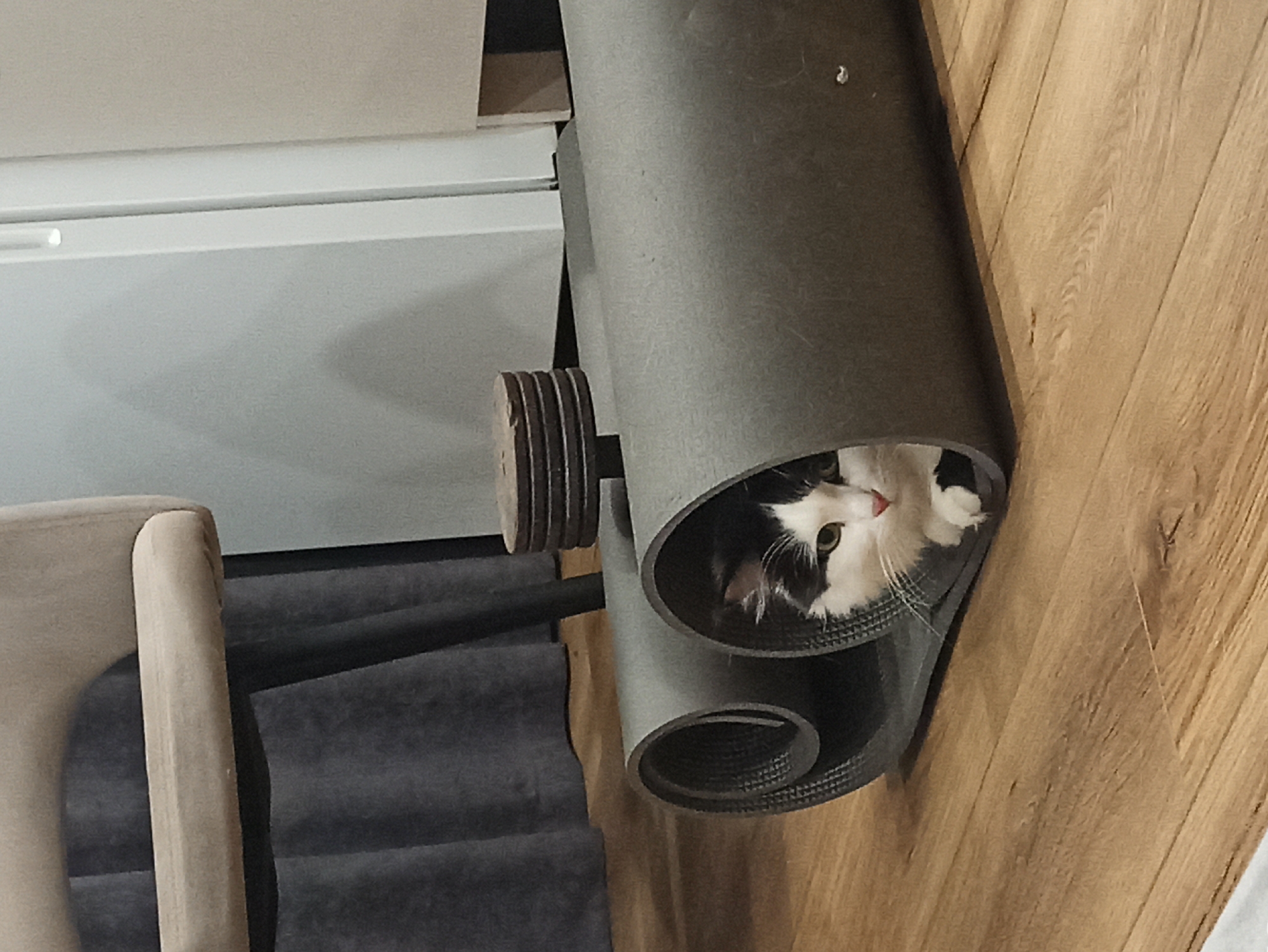 Cat hides in yoga mat during workout session