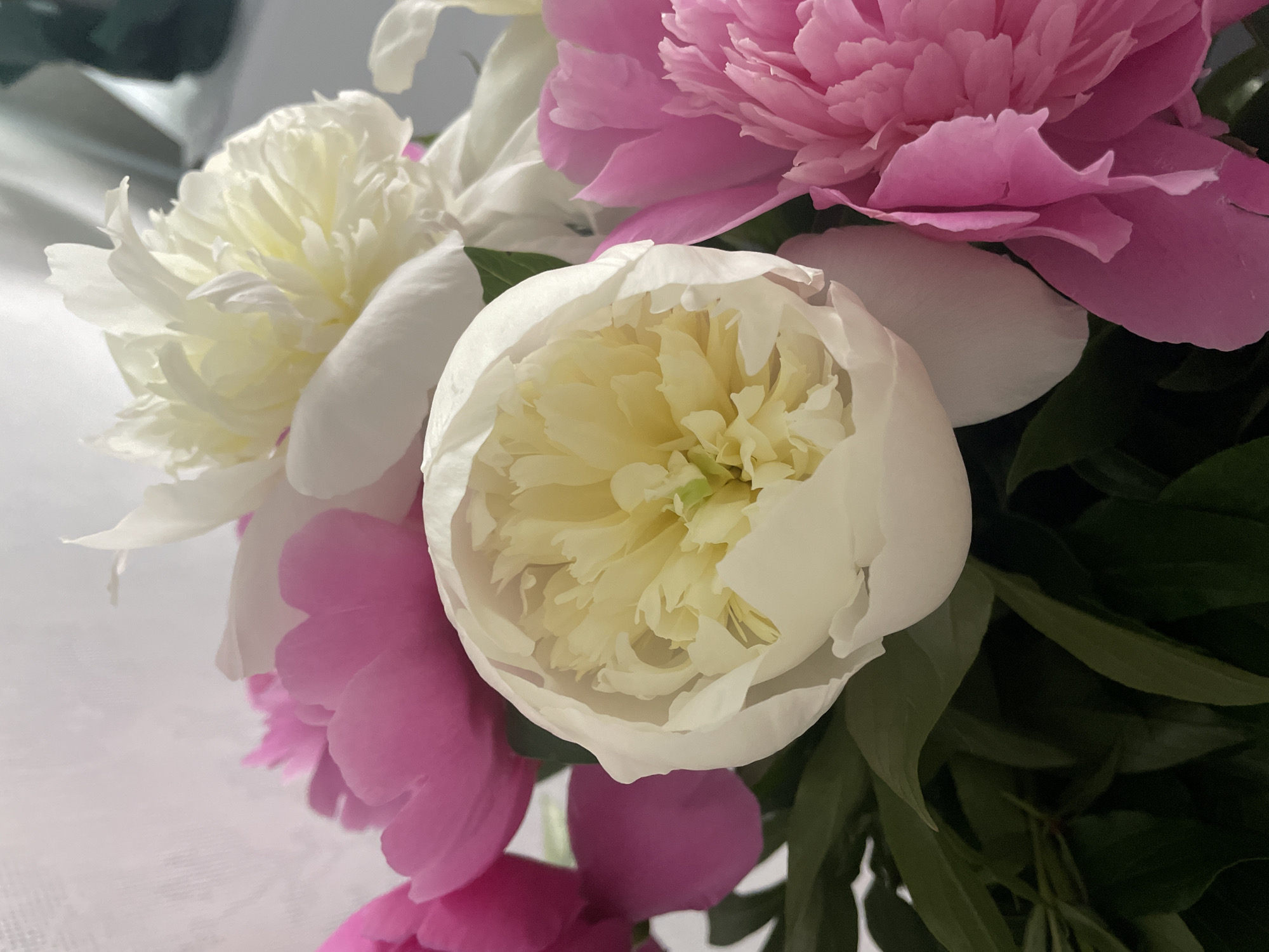 Ginger cat investigates peony bouquet in Ukrainian village
