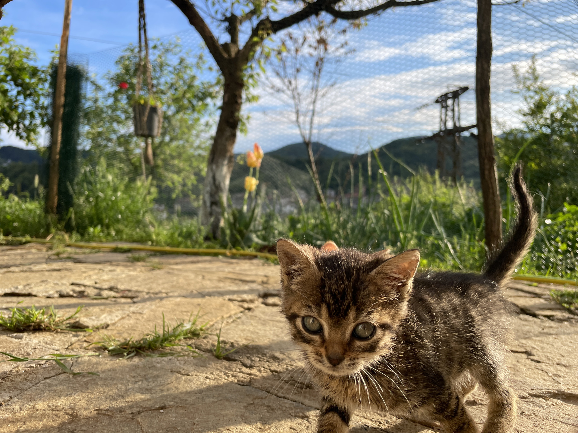 Quiet afternoon with pets captured in Bulgarian countryside