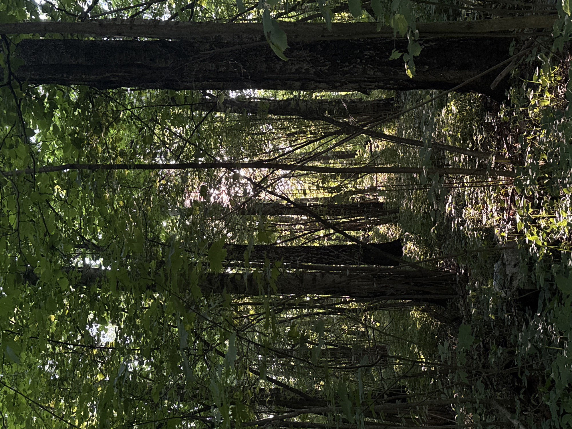 Birch forest documented in Podolsk during summer afternoon walk