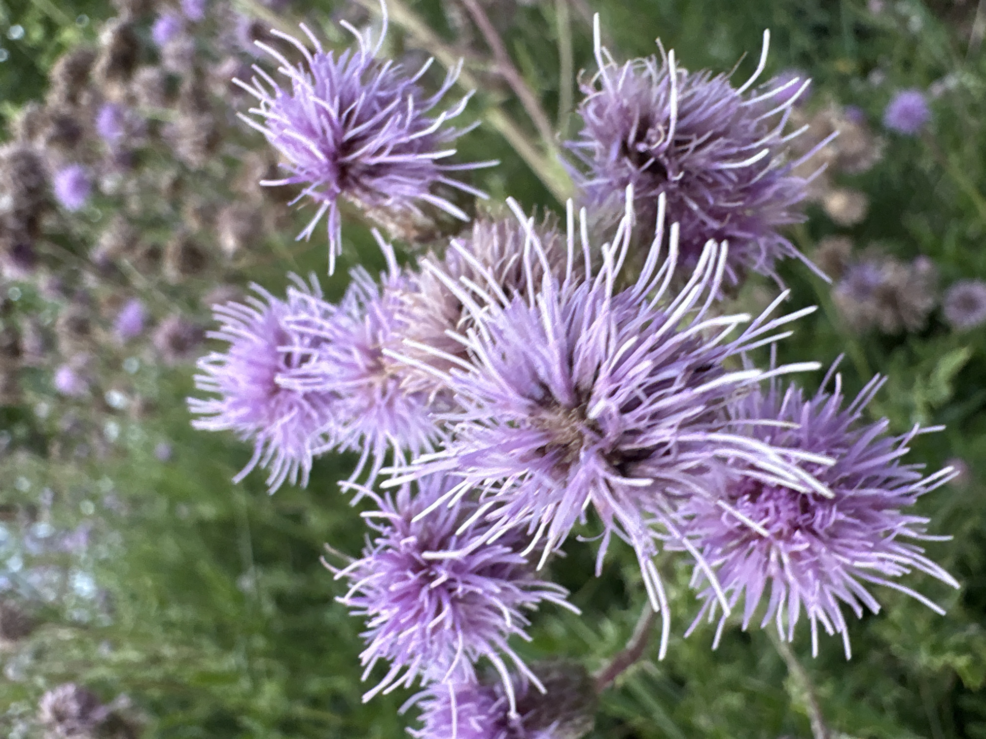 Evening stroll through Chelmsford's streets, gardens, and local greenery