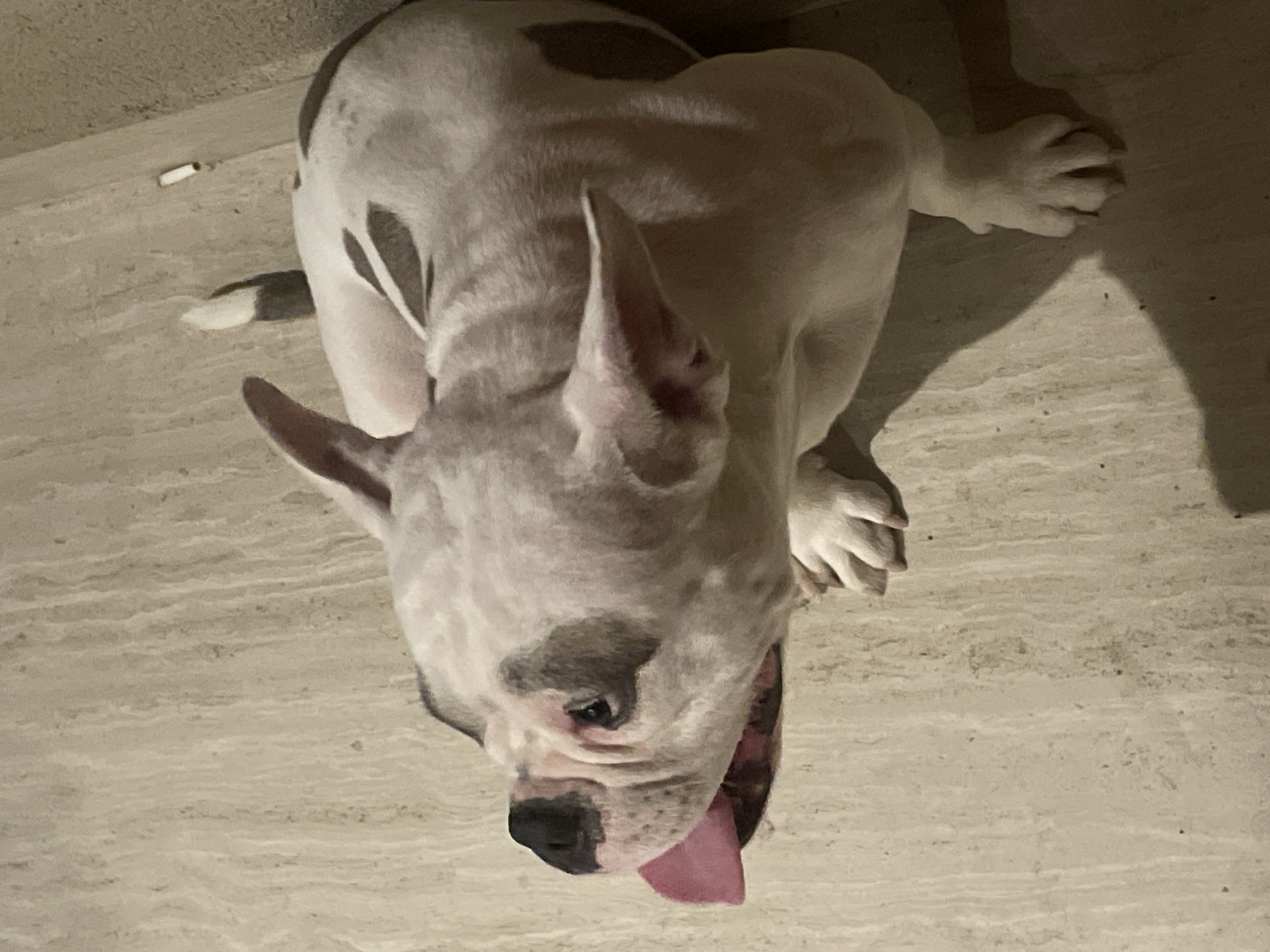 American Bulldog puppy plays with owners in Greek home