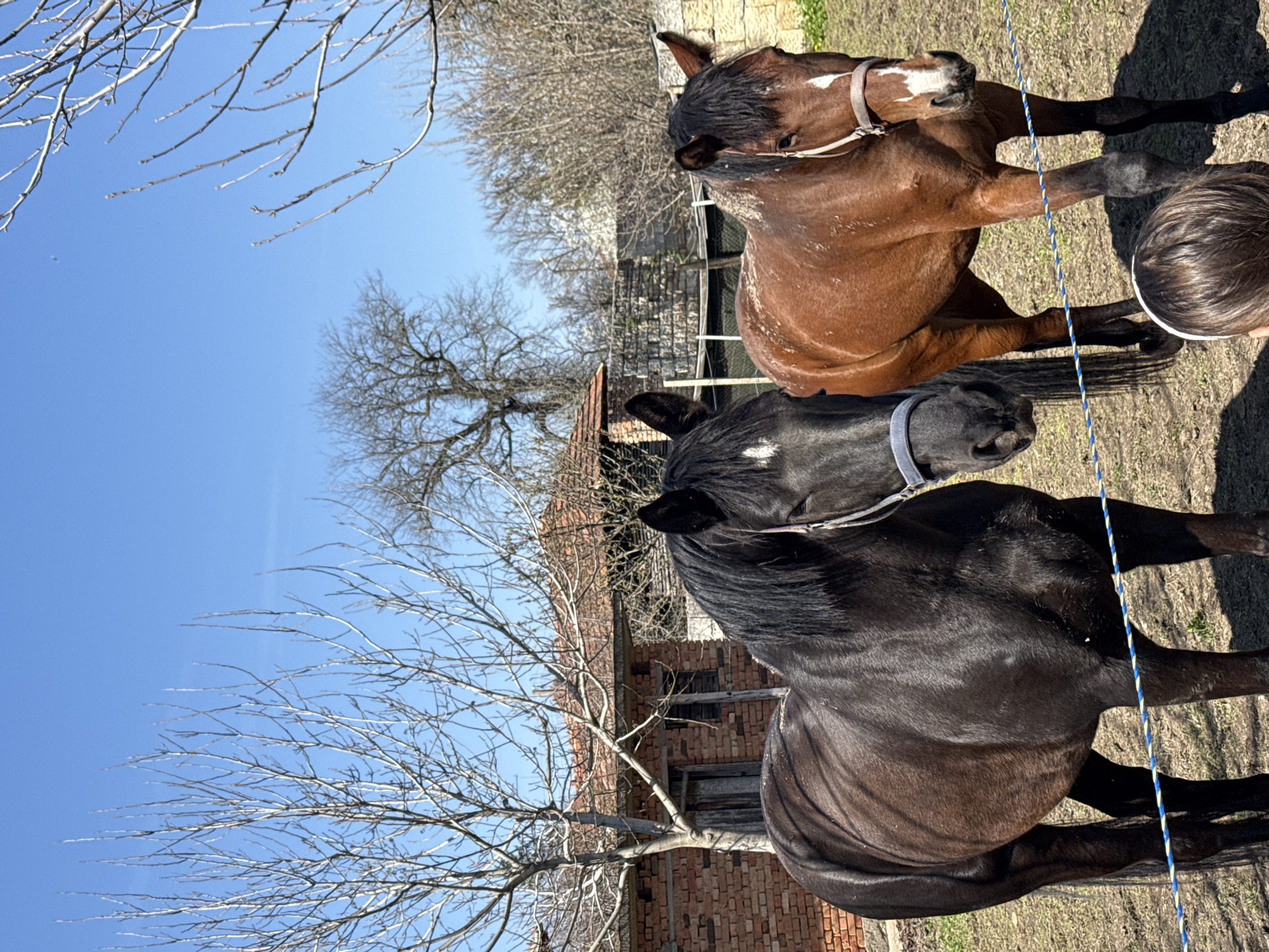 Two horses spotted grazing in Ostritsa, Bulgaria