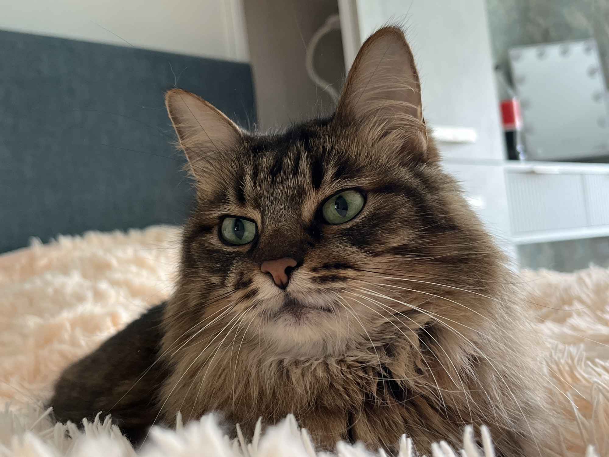 Tabby cat at rest, Babruysk home, multiple angles