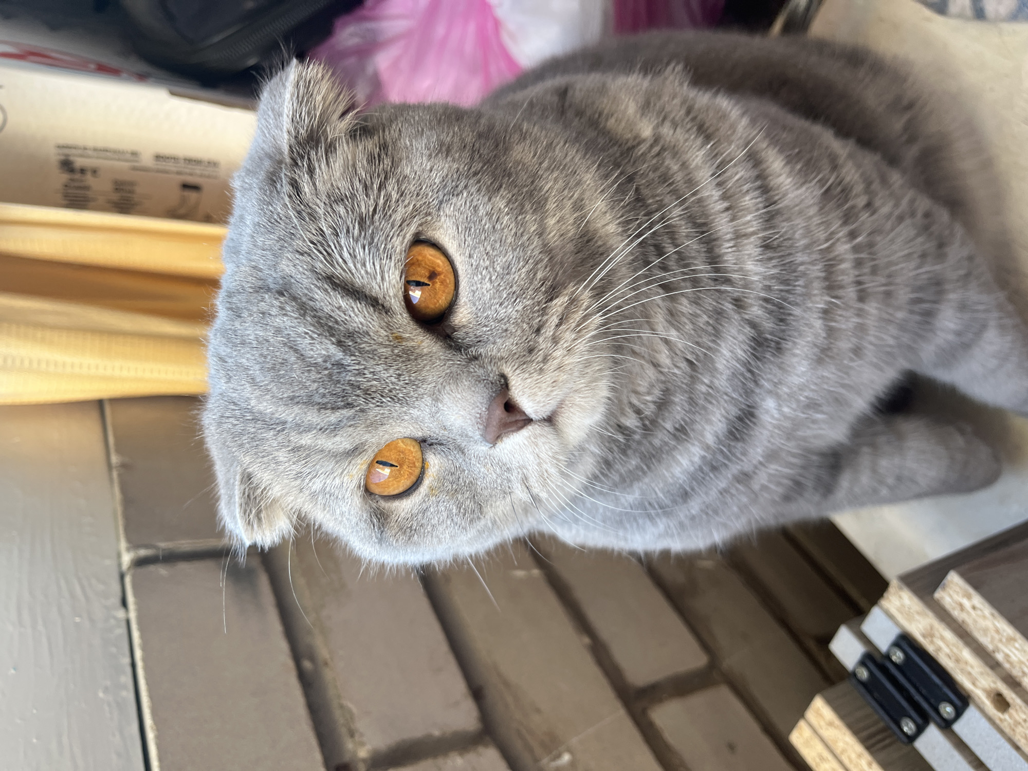 Woman documents early morning moments with Scottish Fold cat