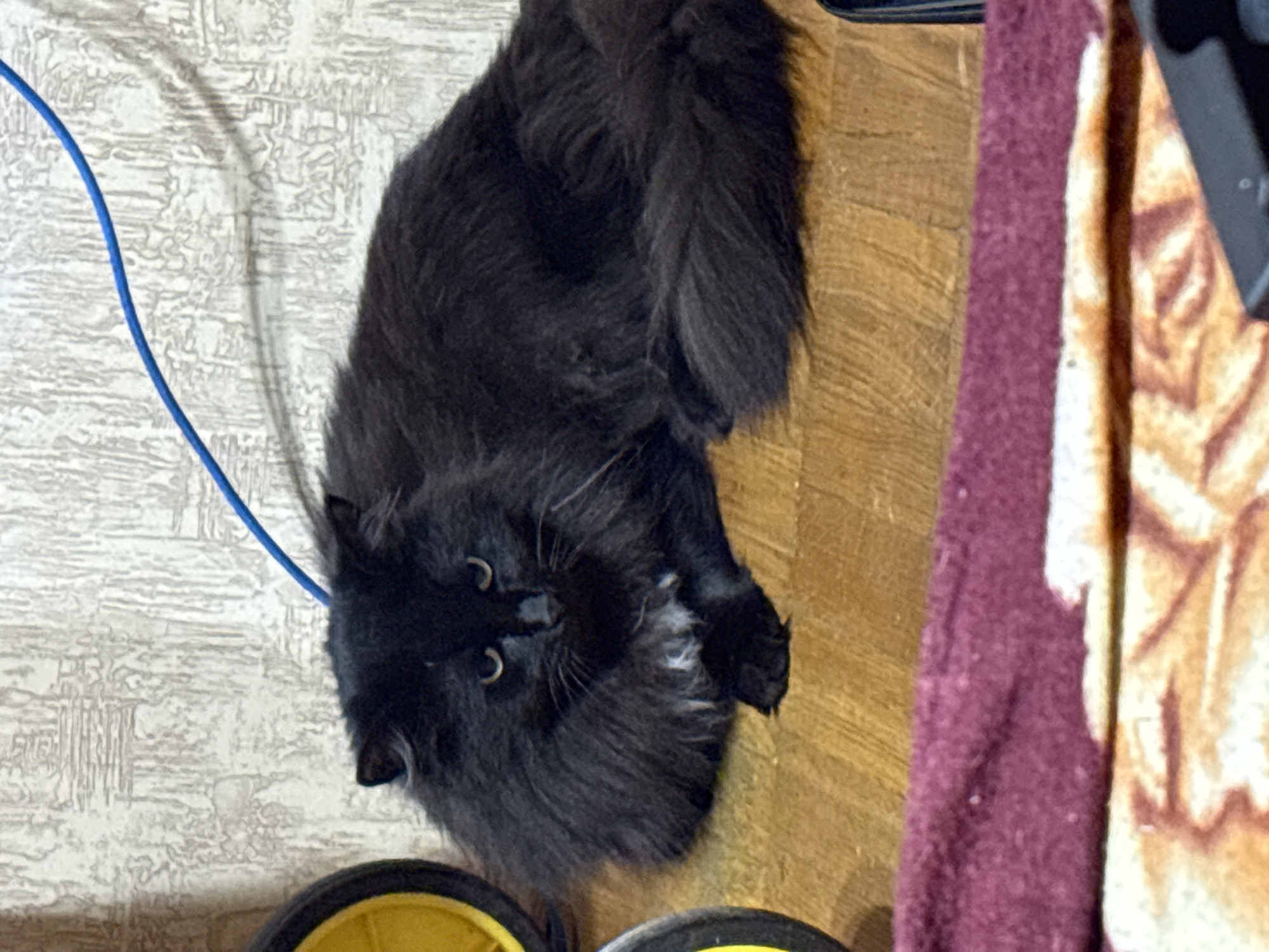 Black cat and Chihuahua spend a cozy evening indoors in Pushkino