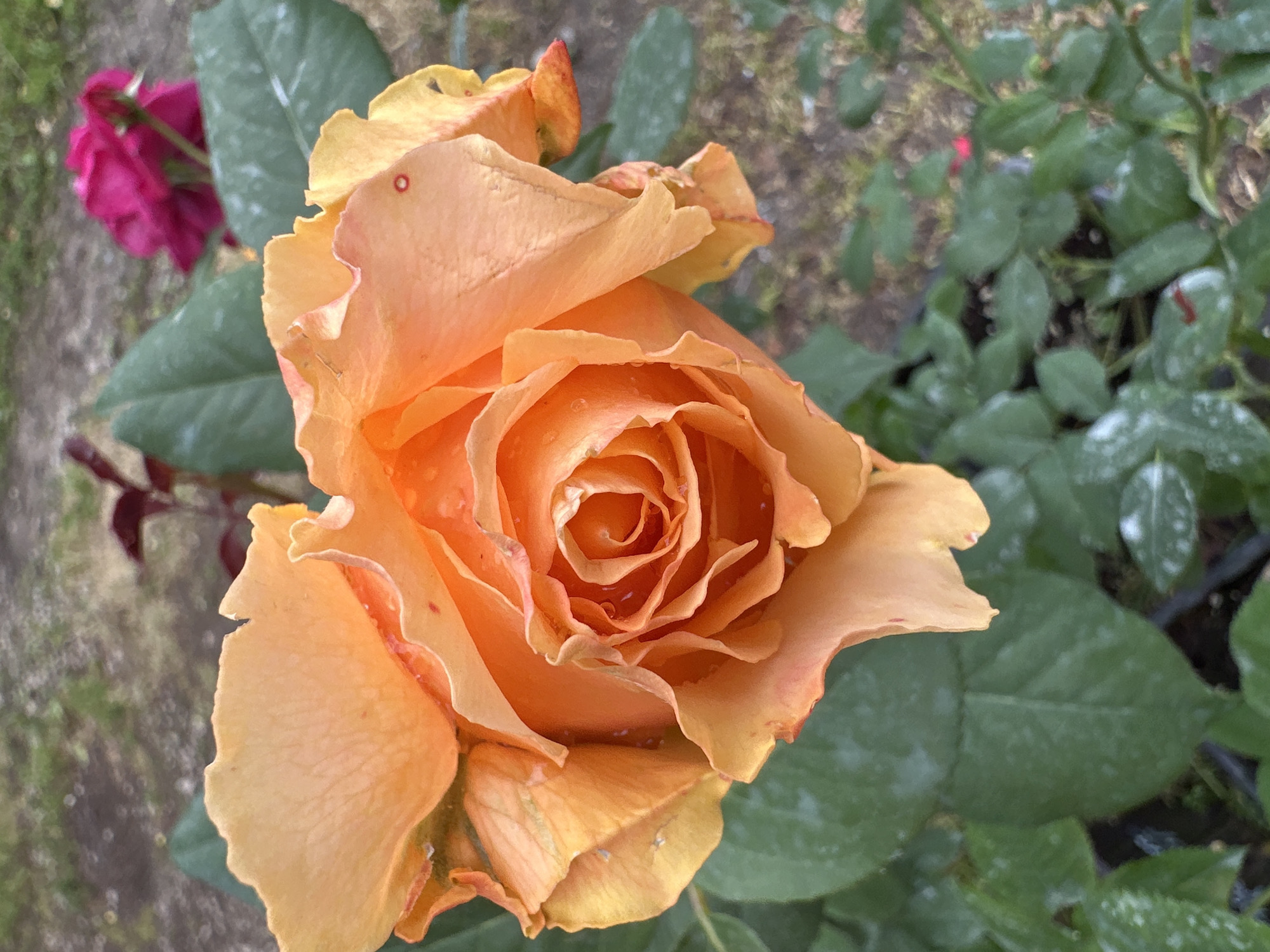 Close-up garden florals in full bloom, Podolsk